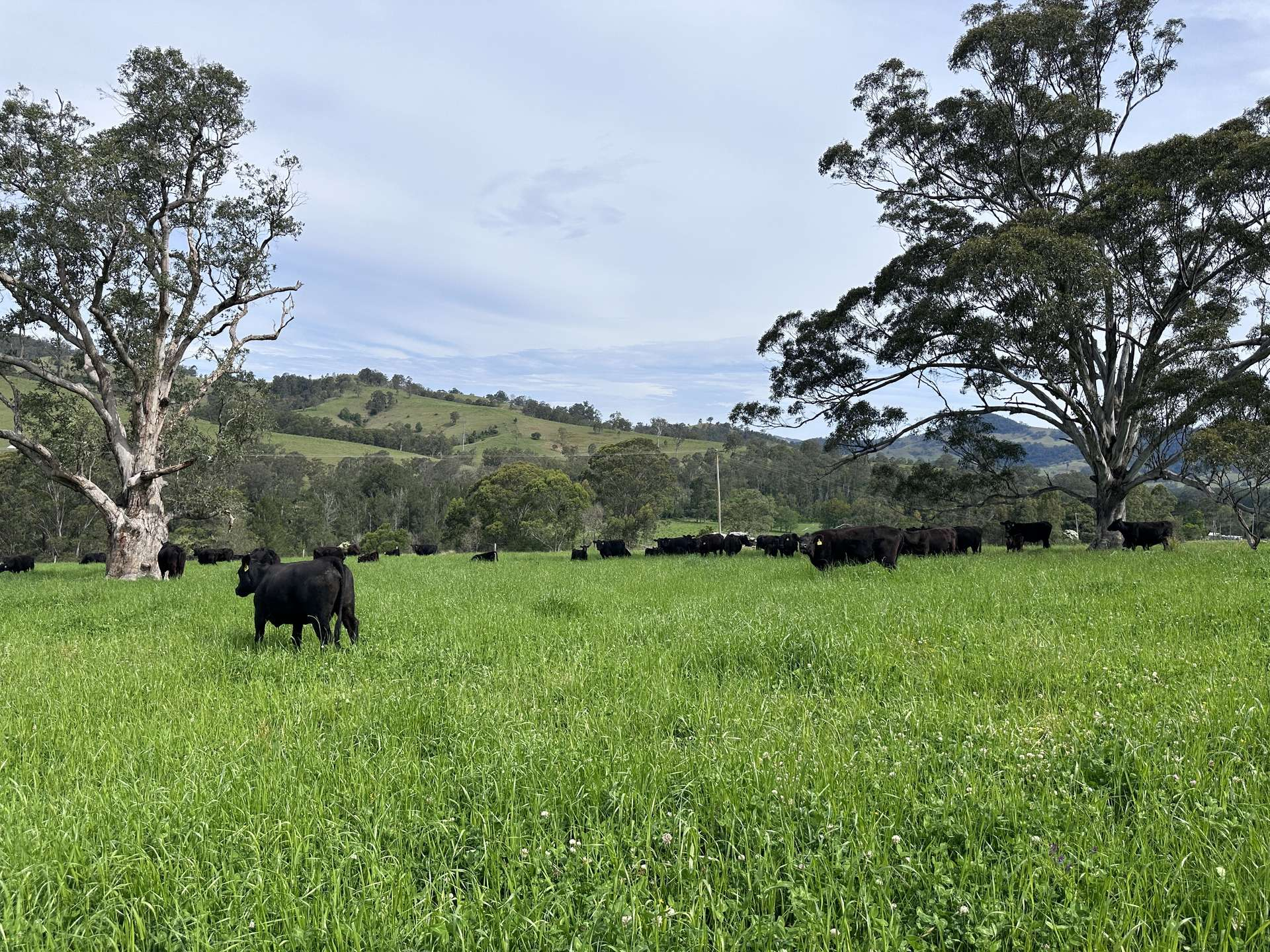 rural property for sale hunter valley