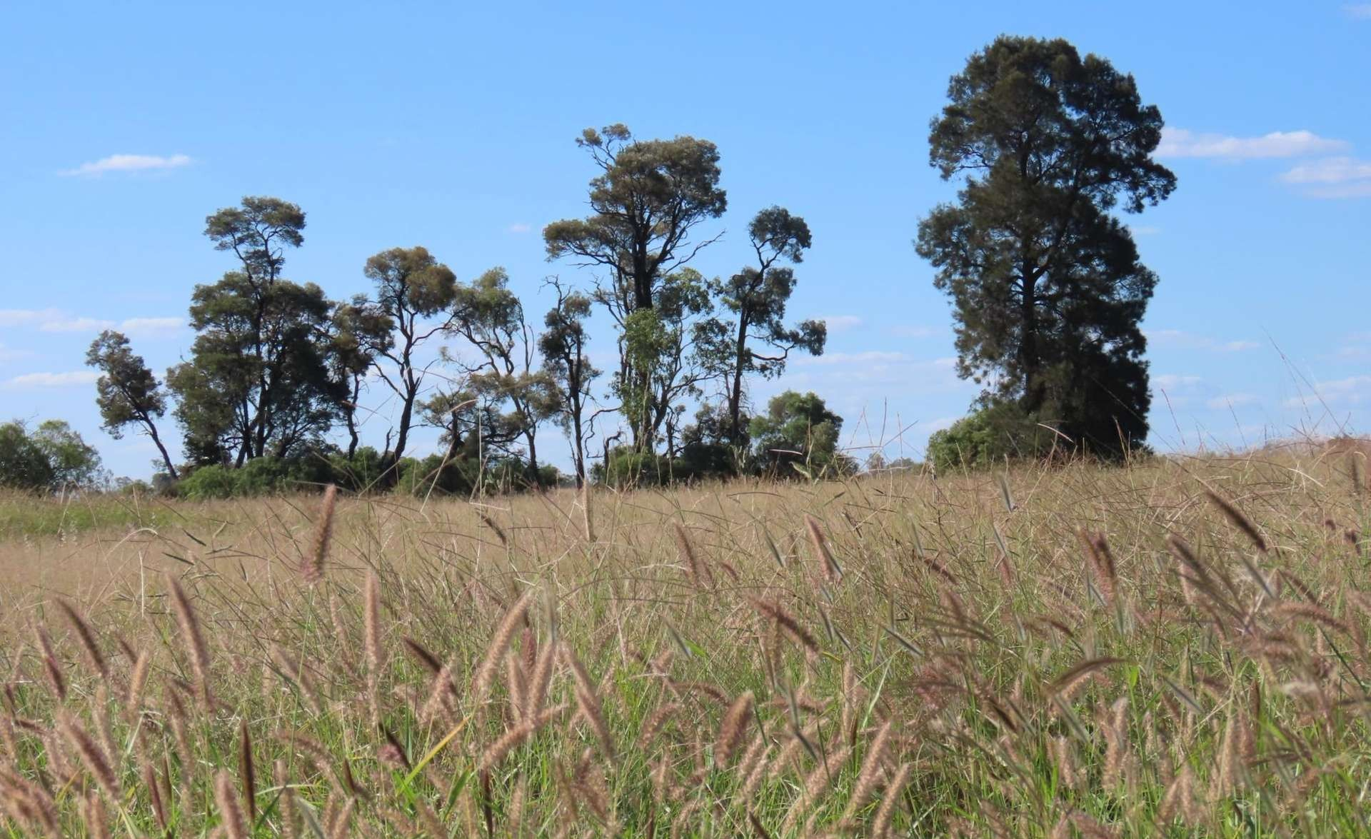 Cattle Property For Sale QLD