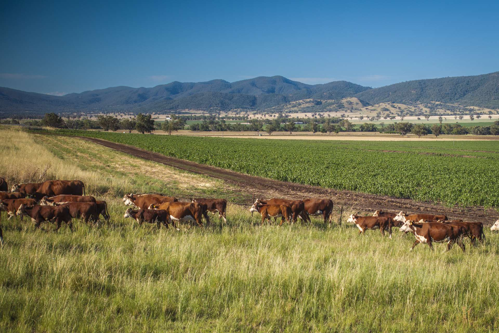 rural property for sale NSW