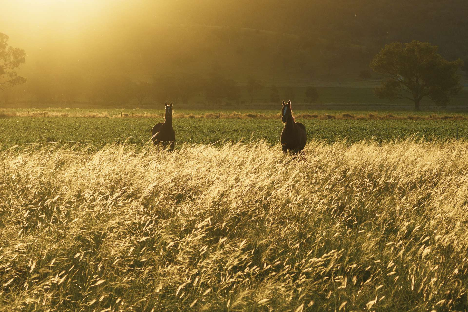 rural property for sale NSW