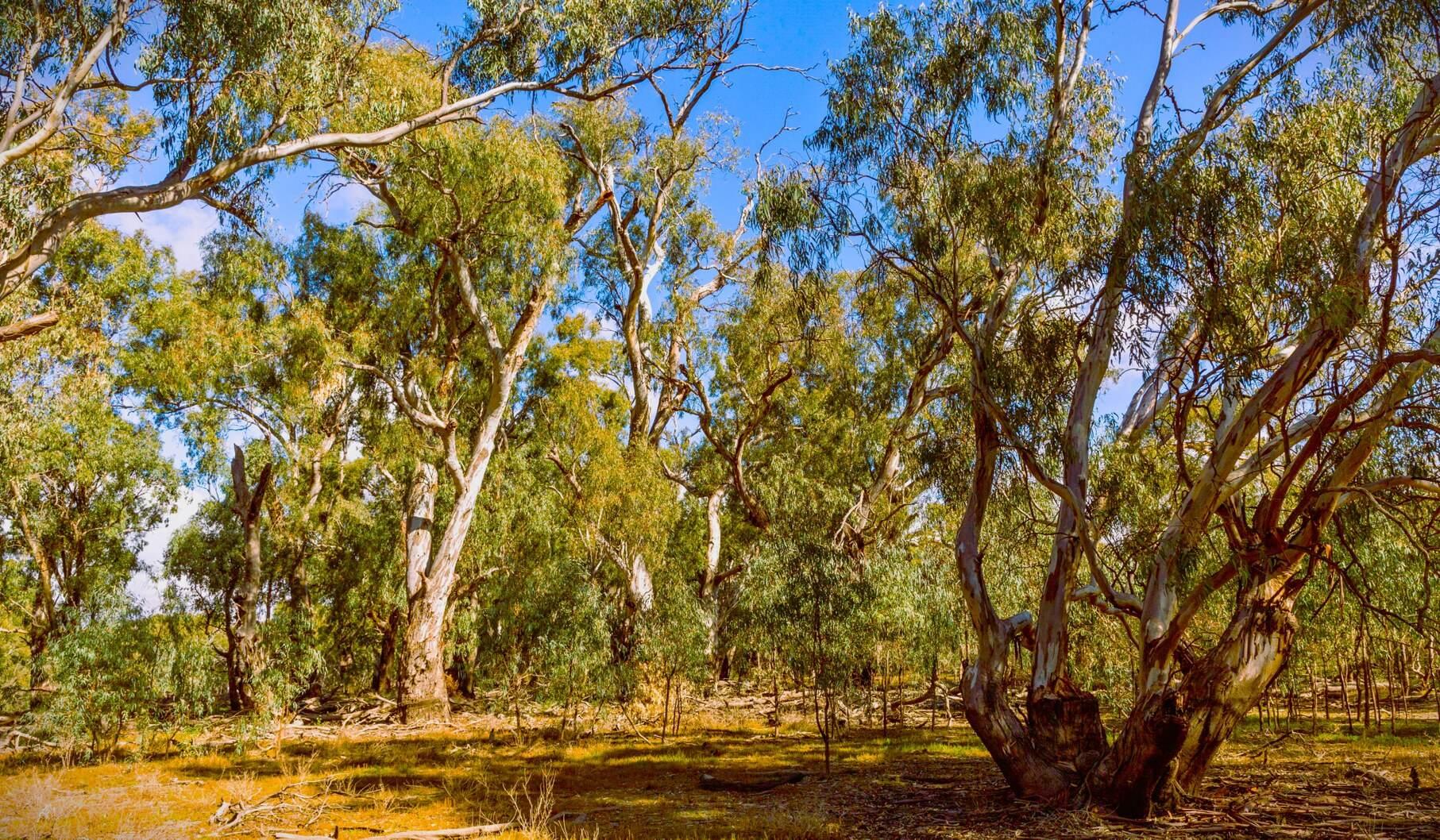 Rural Retreat For Sale NSW