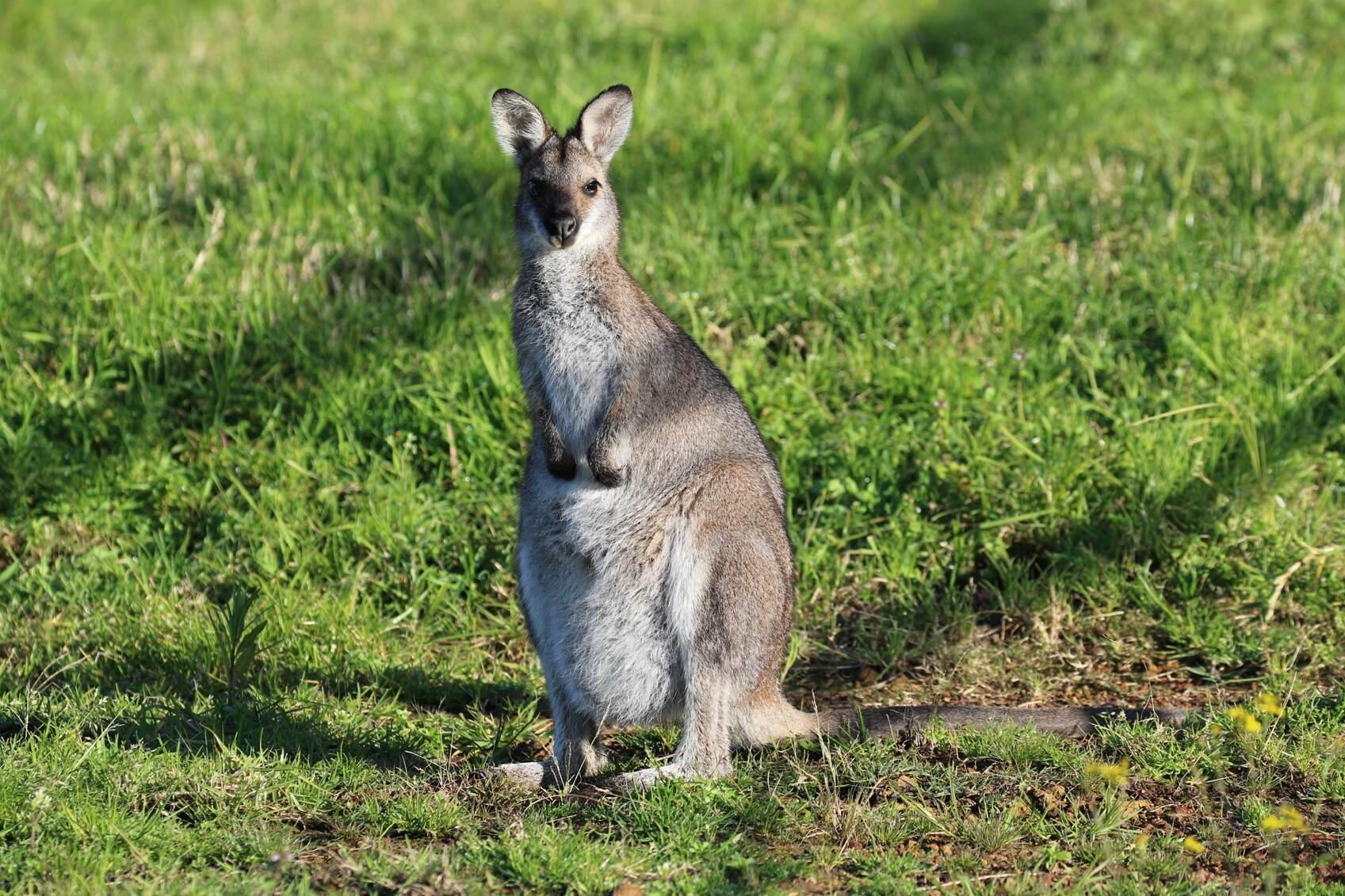 Rural Property For Sale Mid North Coast NSW Country Lifestyle Dream Farm