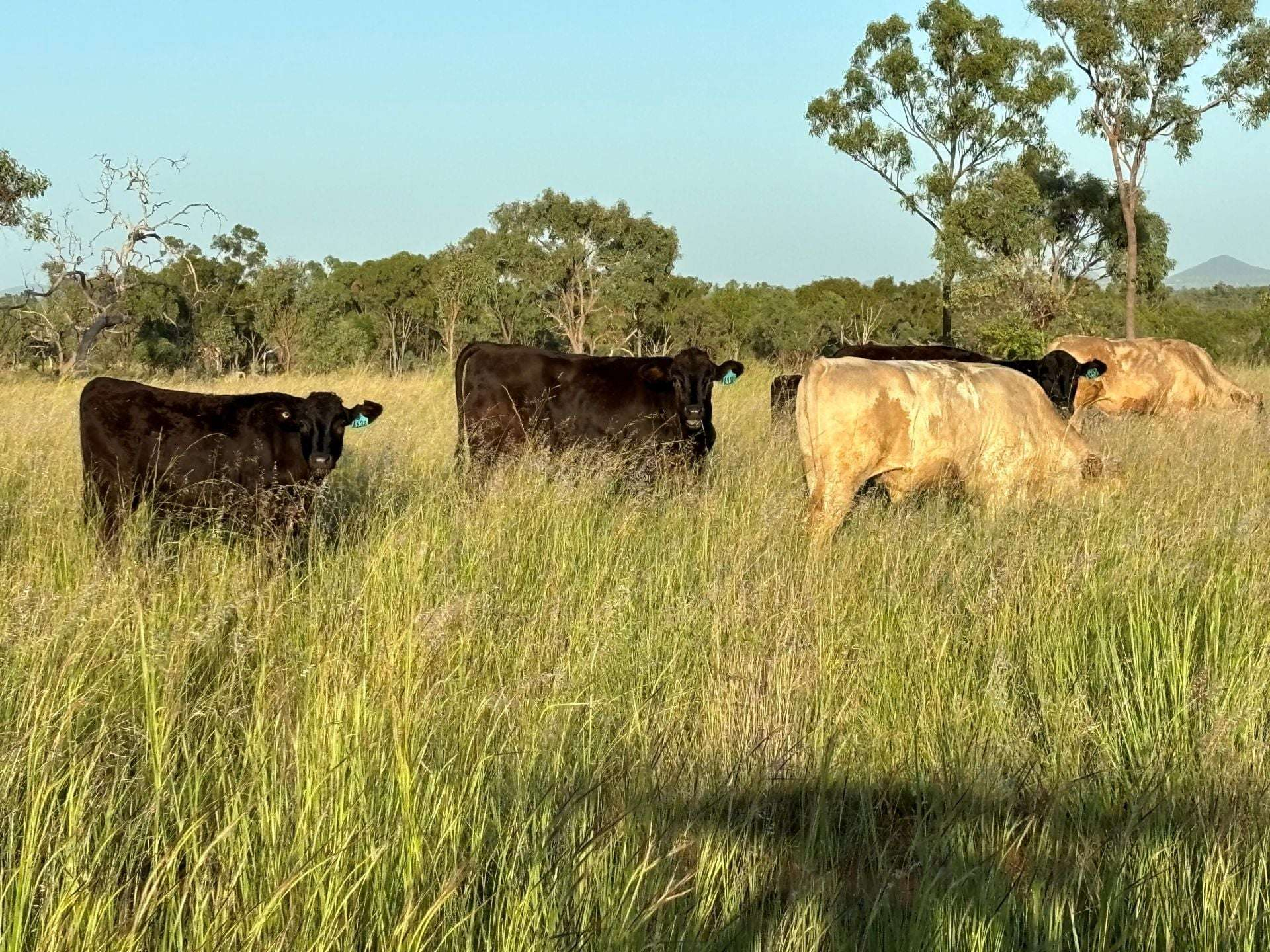 Cattle Property For Sale QLD