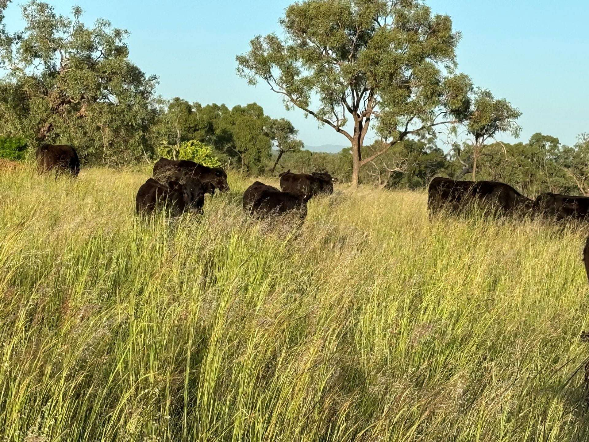 Cattle Property For Sale QLD