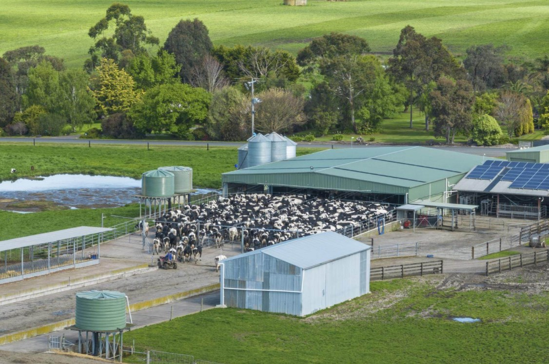 dairy farm for sale victoria