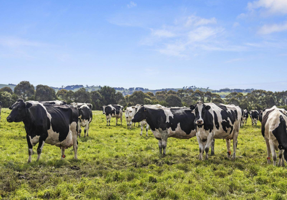 dairy farm for sale victoria