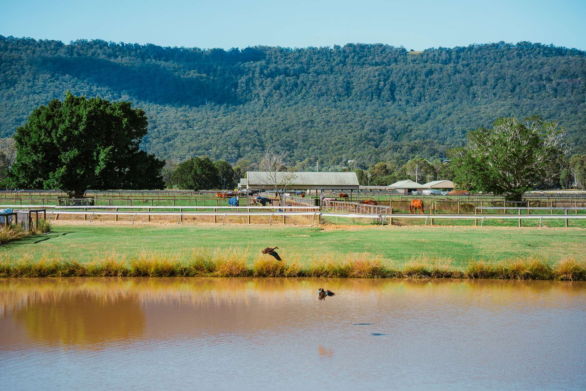 equine property for sale QLD