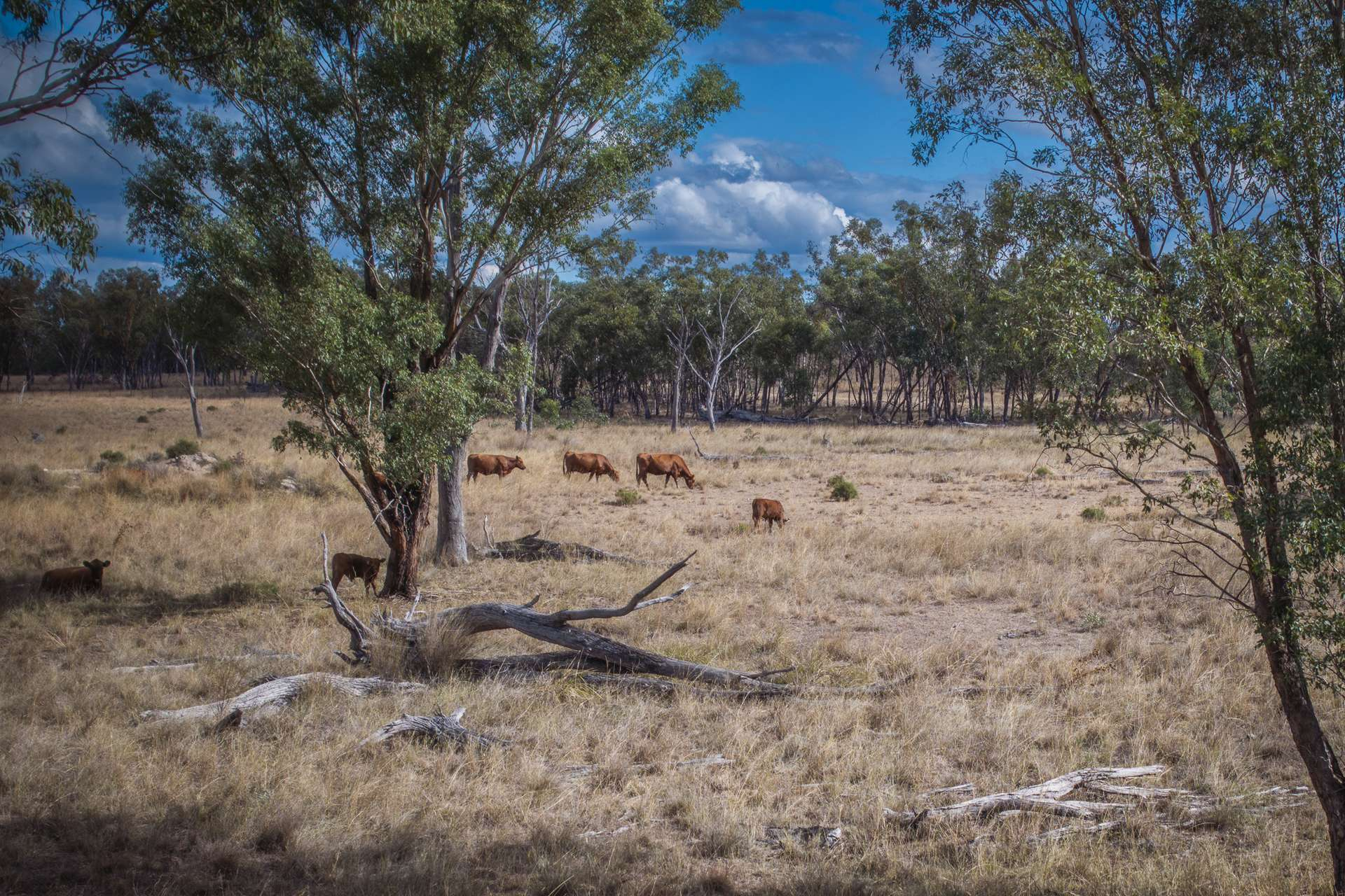 Historic Cattle Property For Sale South East QLD