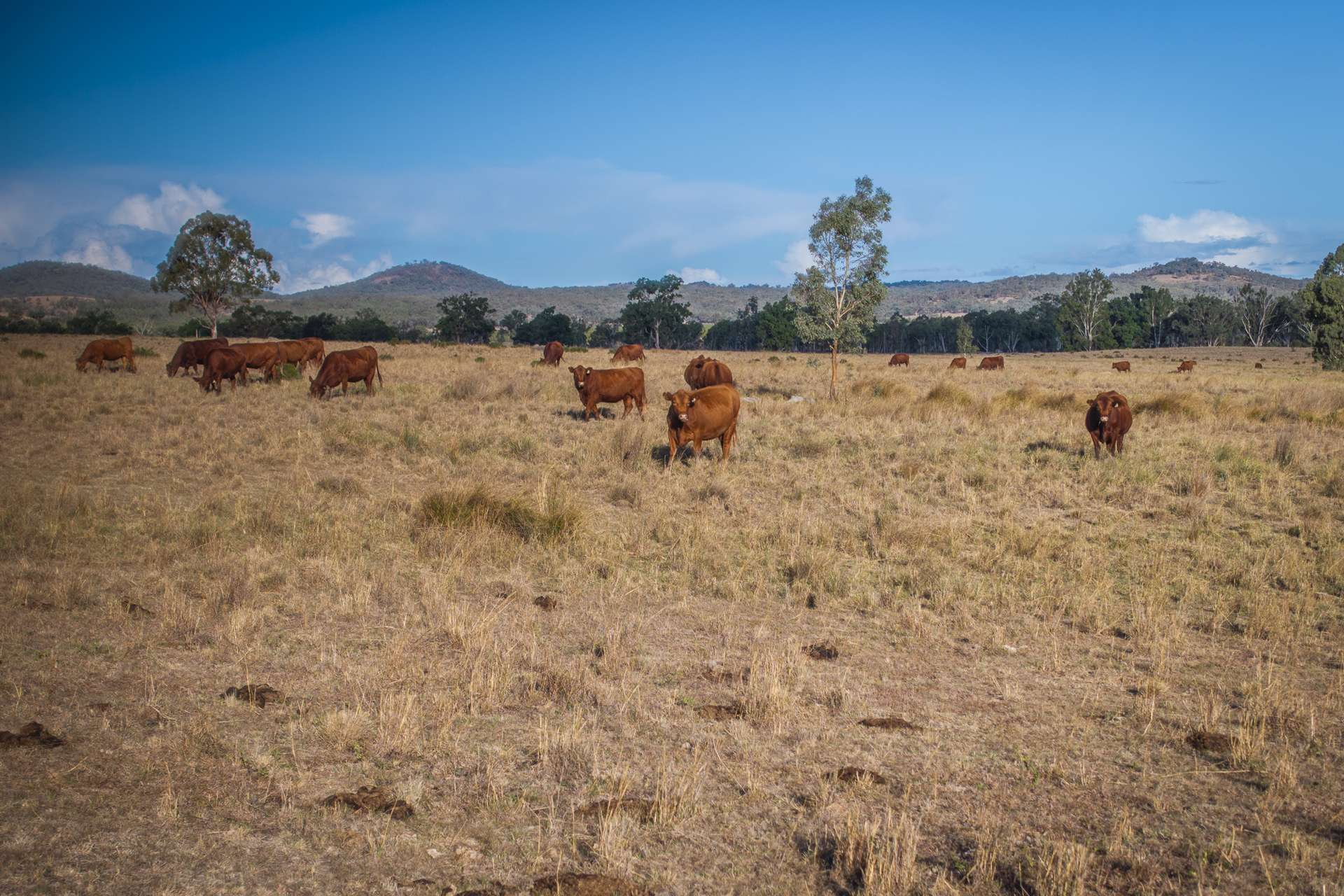 Historic Cattle Property For Sale South East QLD