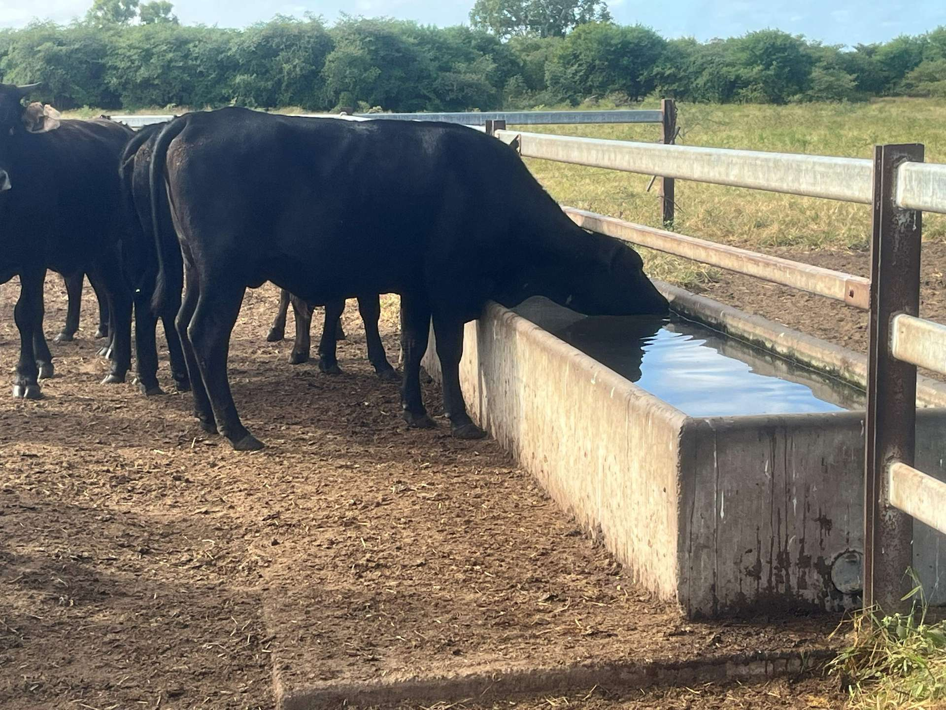 cattle property for sale QLD