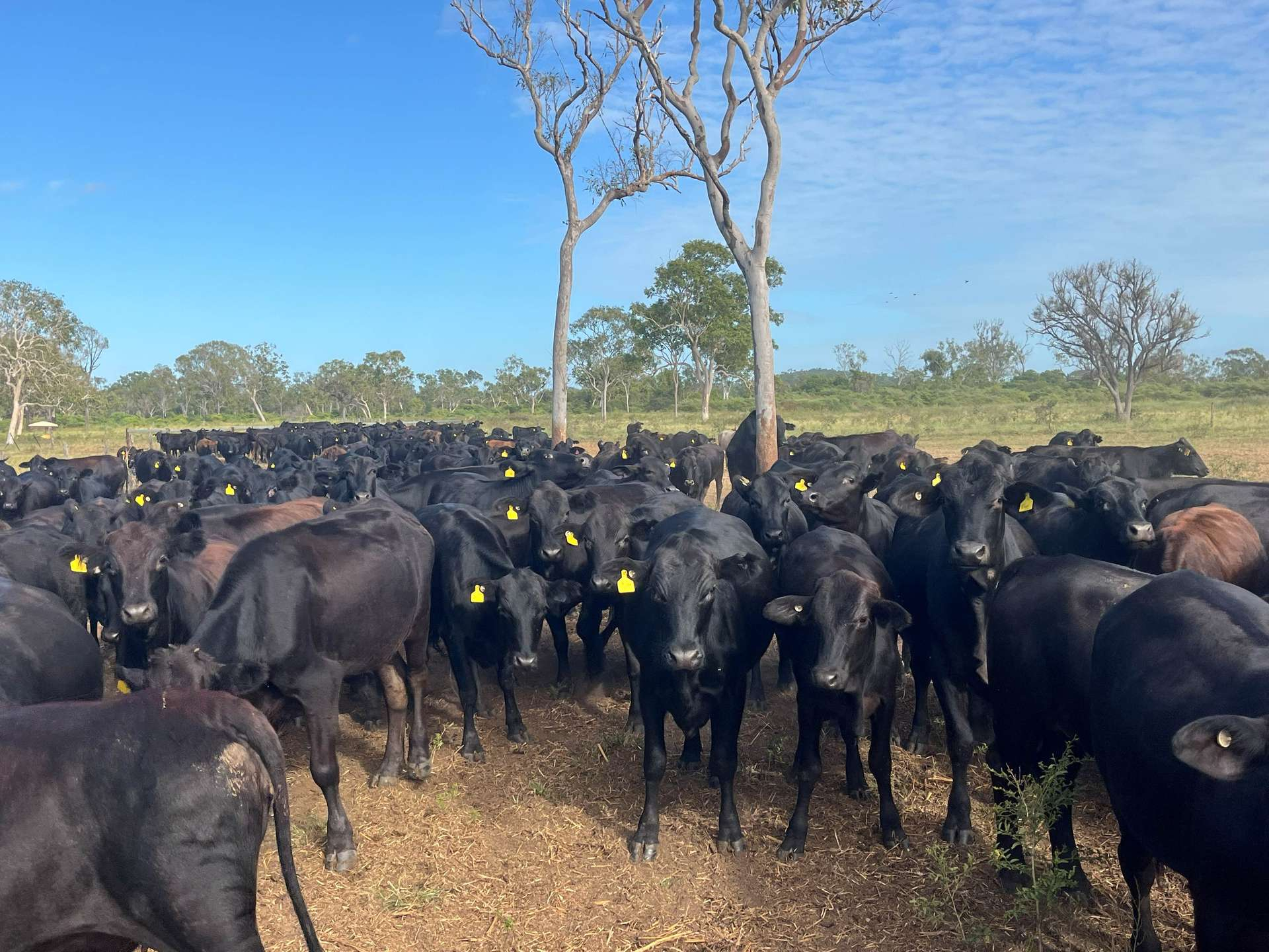 cattle property for sale QLD