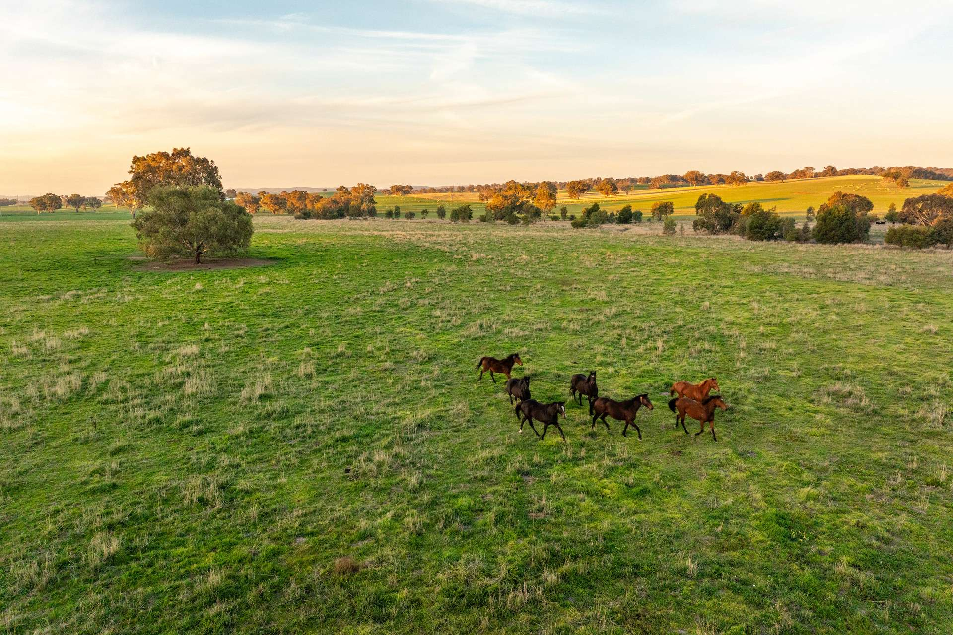 Farm For Sale NSW