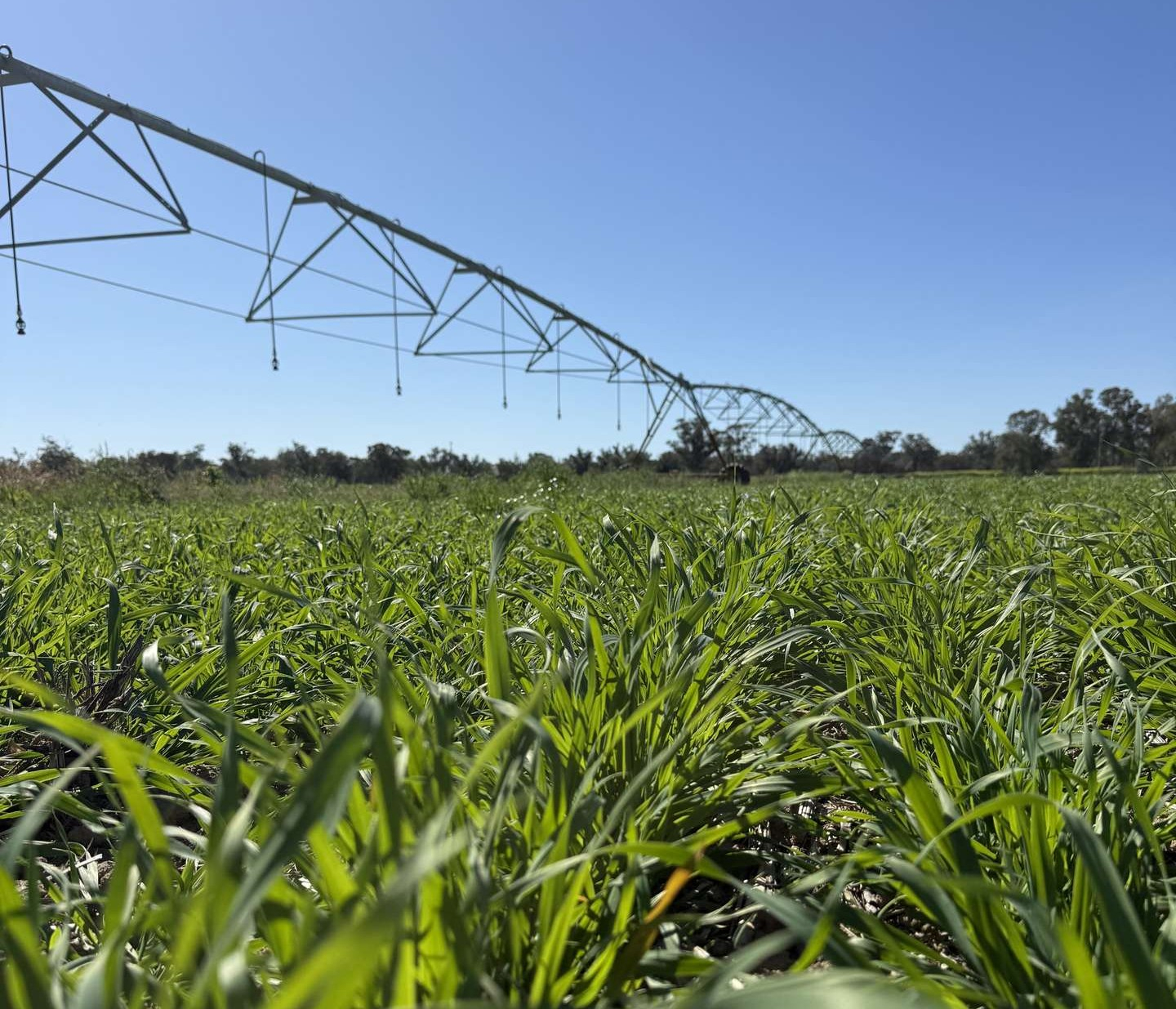 Mixed Farm For Sale NSW