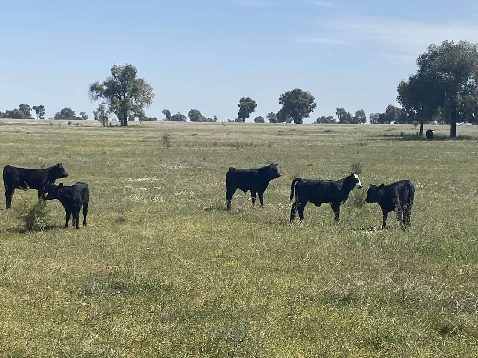 Farm For Sale NSW