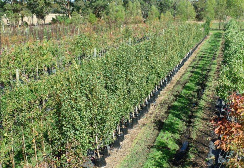 Nursery For Sale VIC Bass Coast