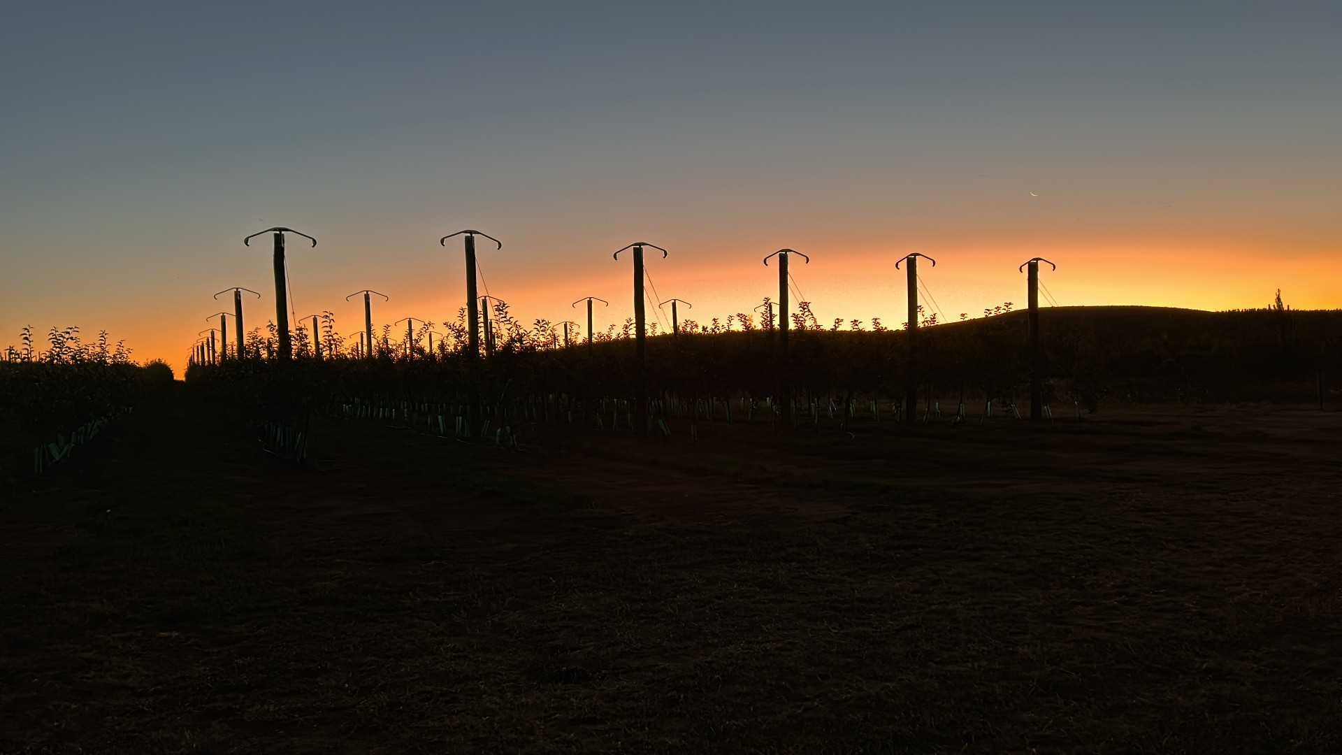 Orchard For Sale NSW