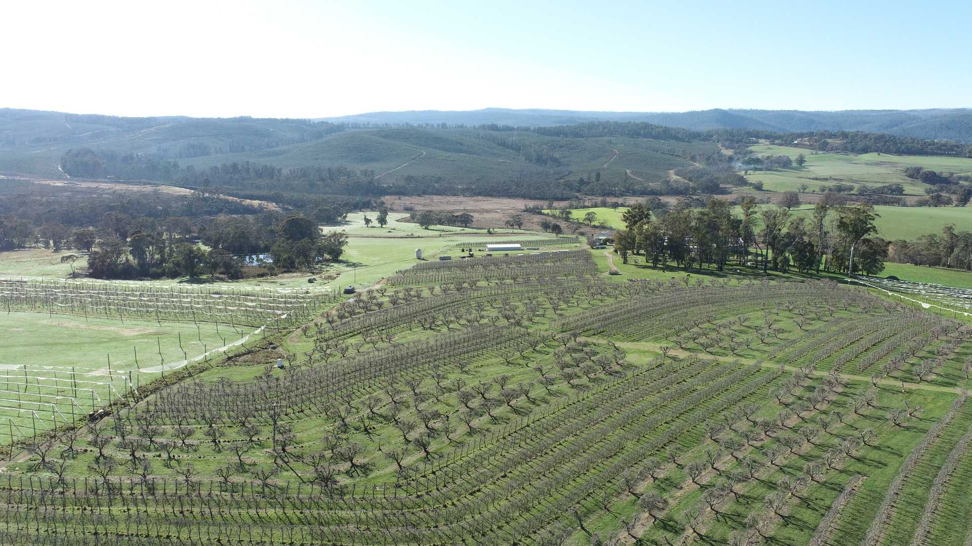 Orchard For Sale NSW