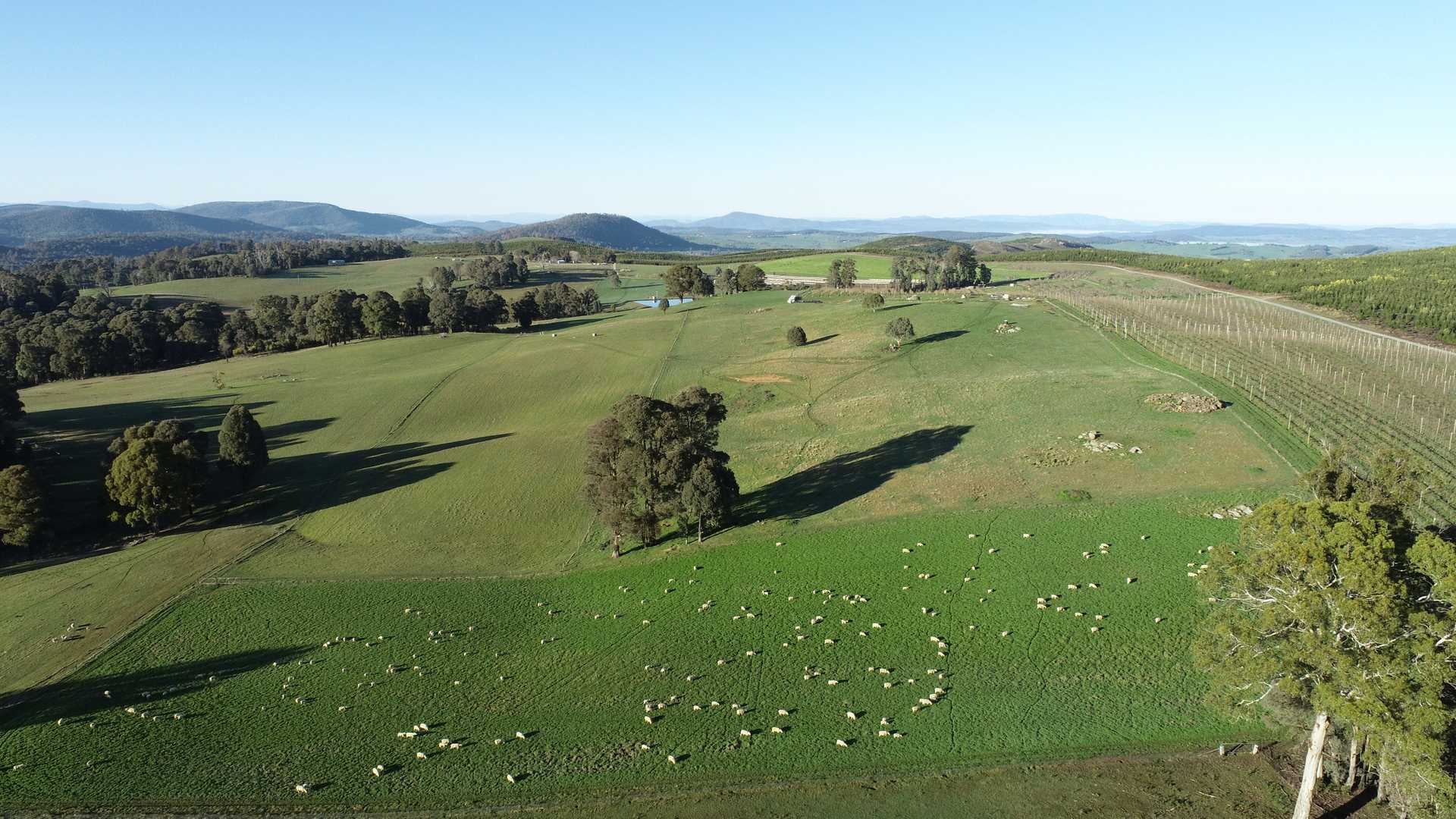 Orchard For Sale NSW