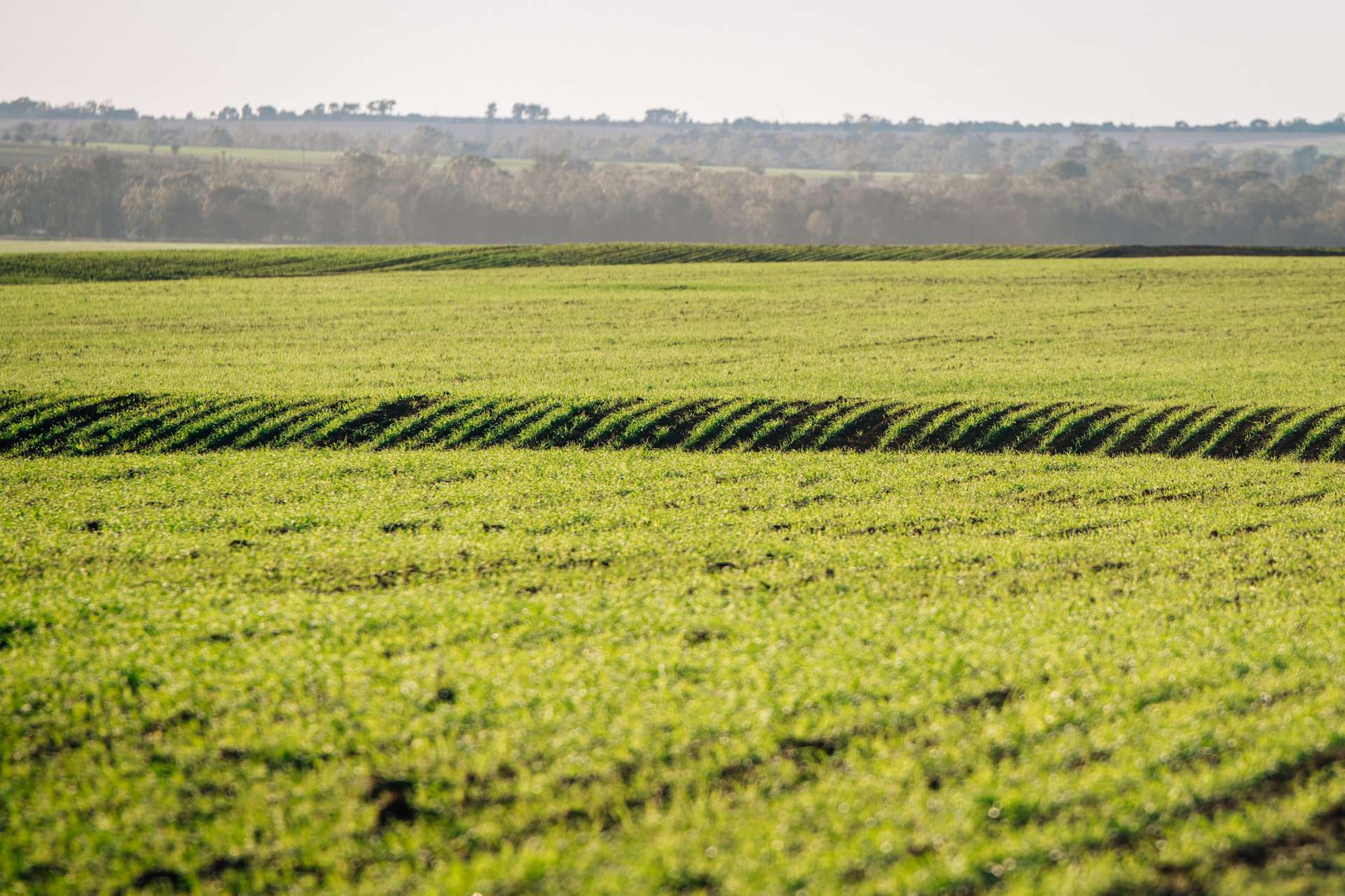 Cropping and Grazing Property For Sale QLD