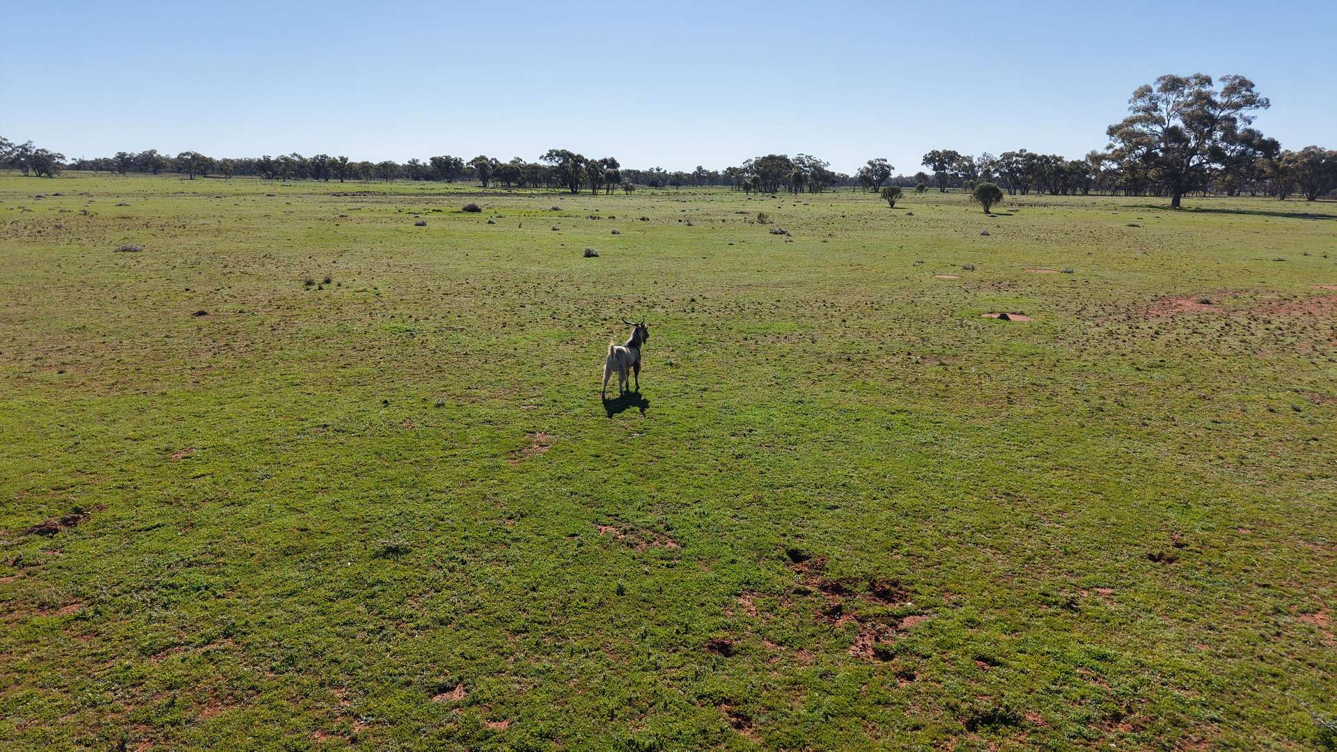 Cattle Property For Sale NSW
