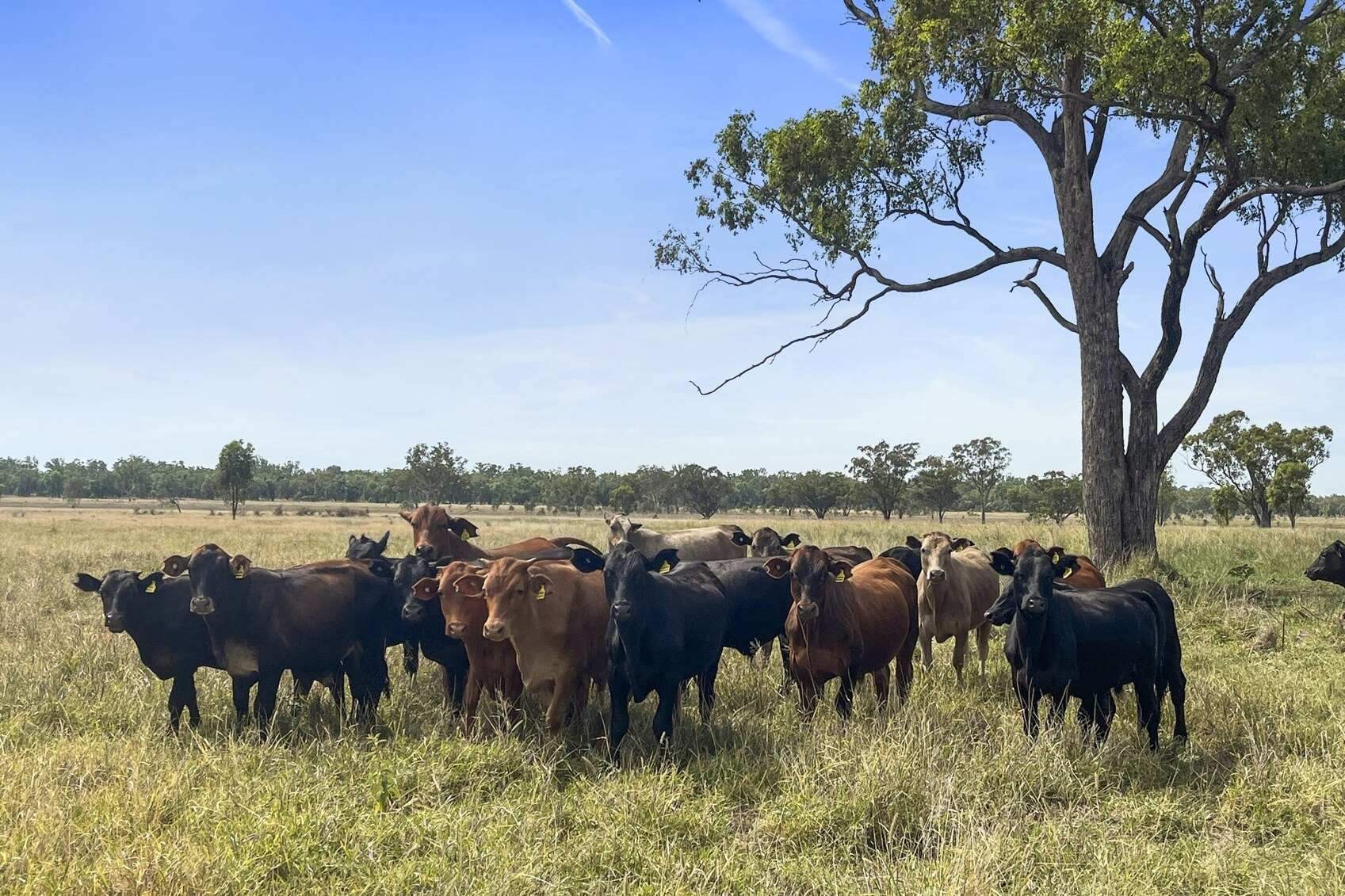 rural property for sale QLD