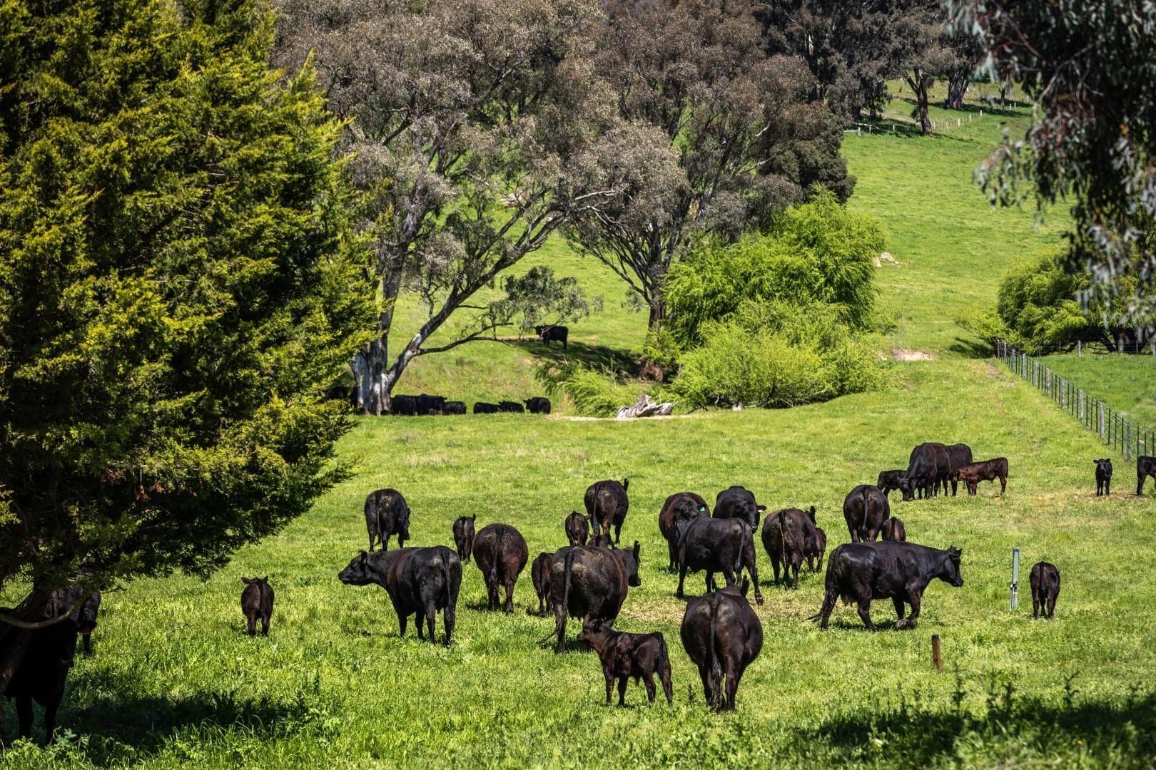 Cattle Farm For Sale NSW