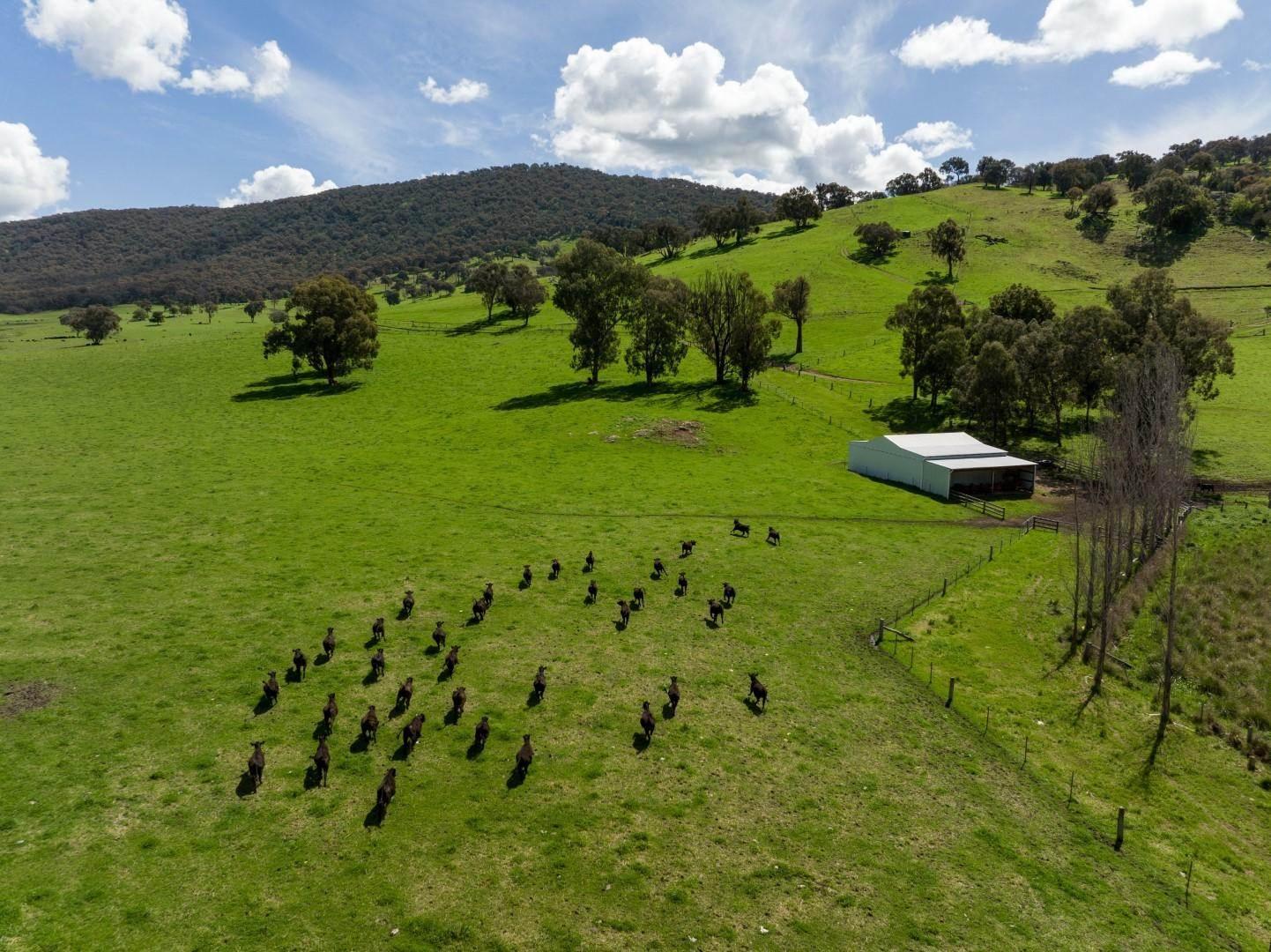 Cattle Farm For Sale NSW