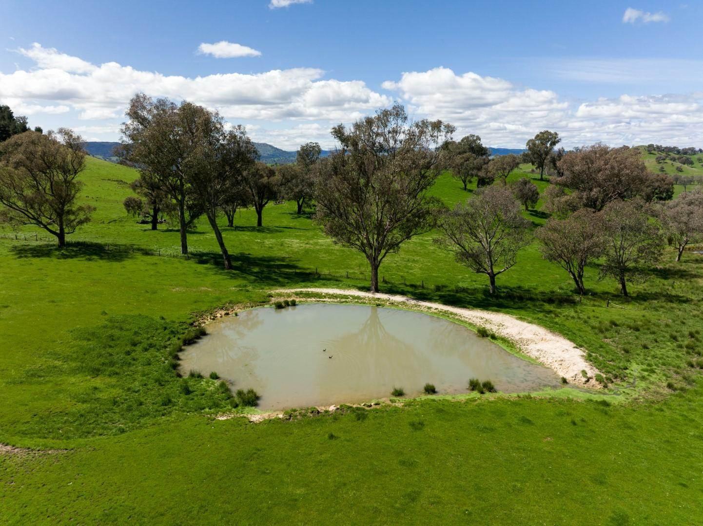 Cattle Farm For Sale NSW