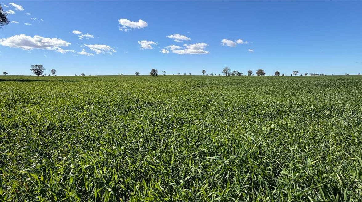 mixed farm for sale NSW