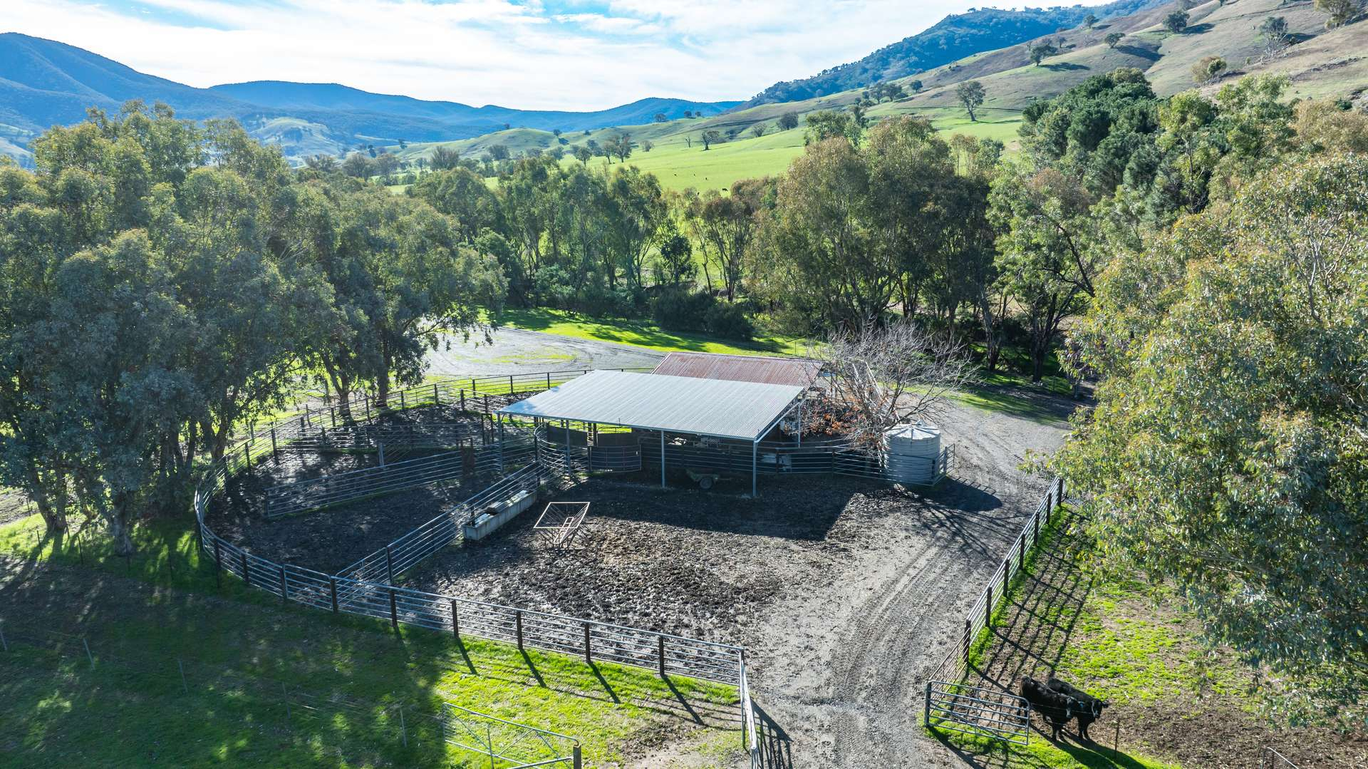 cattle property for sale VIC