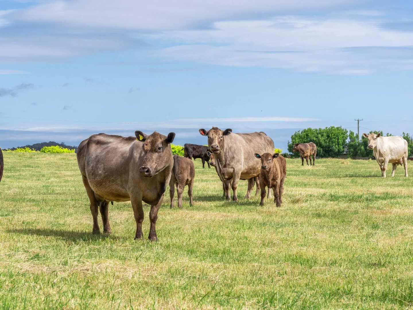 rural property for sale TAS