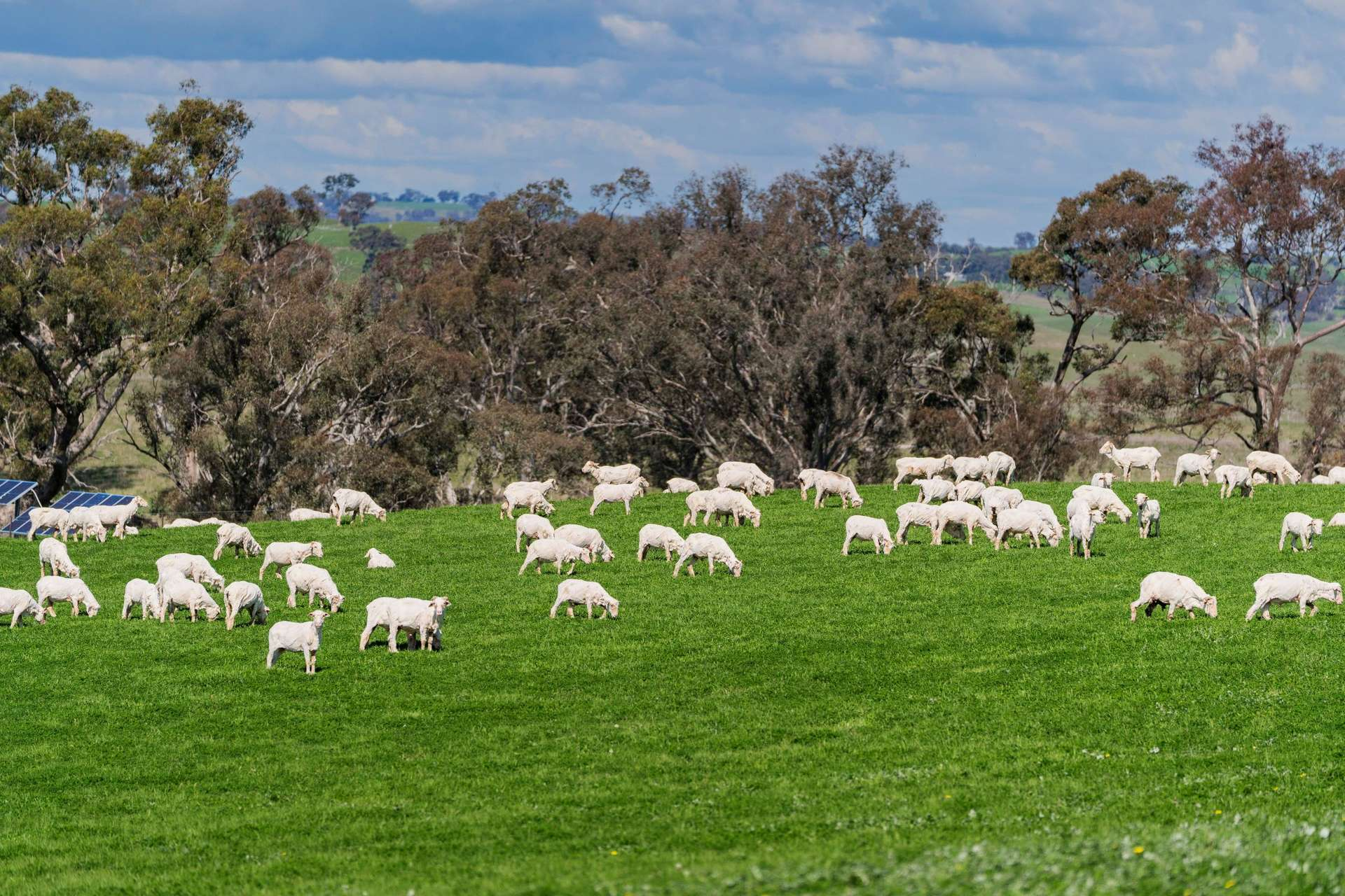 Cattle Property For Sale NSW