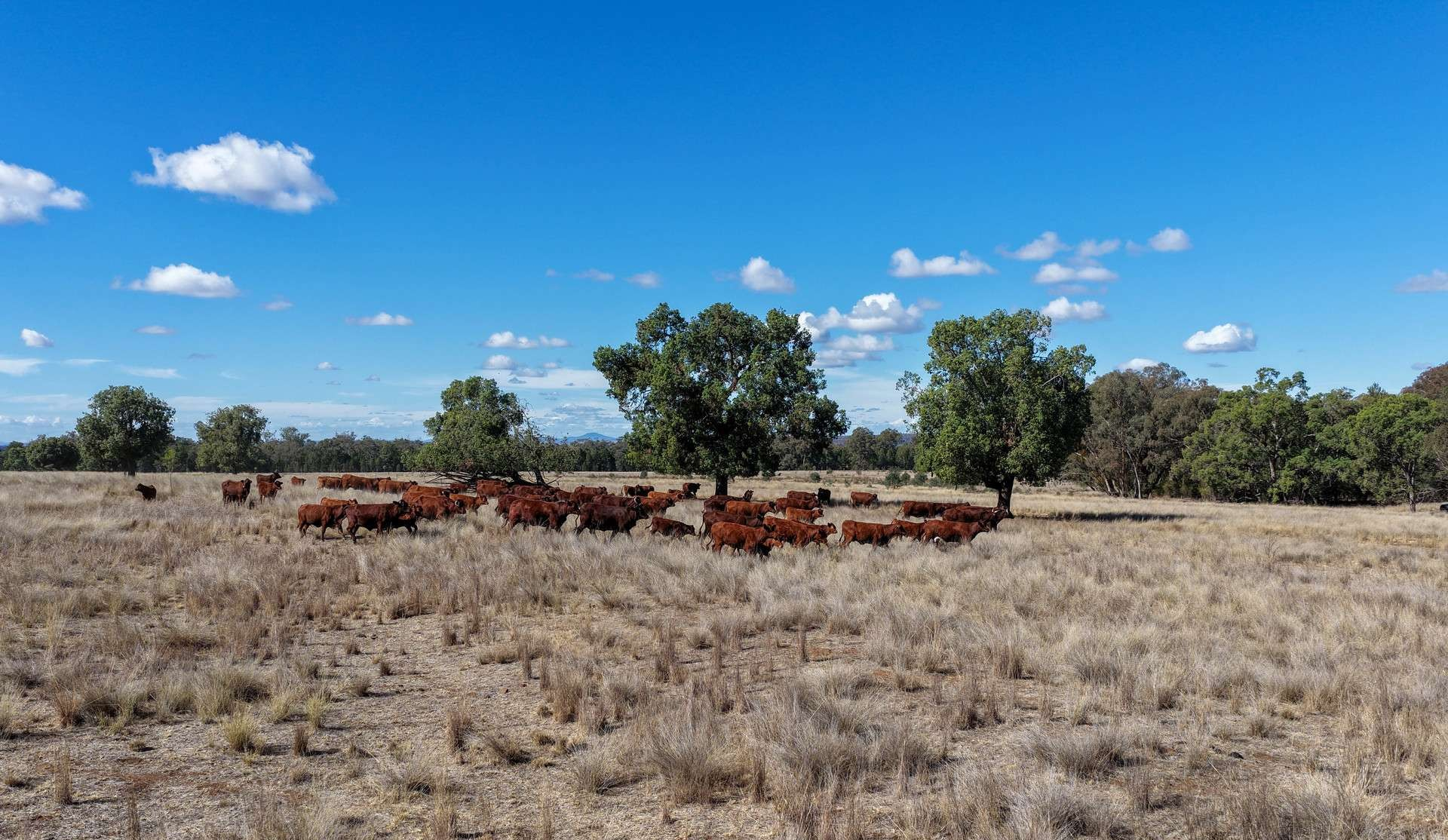 rural property for sale NSW