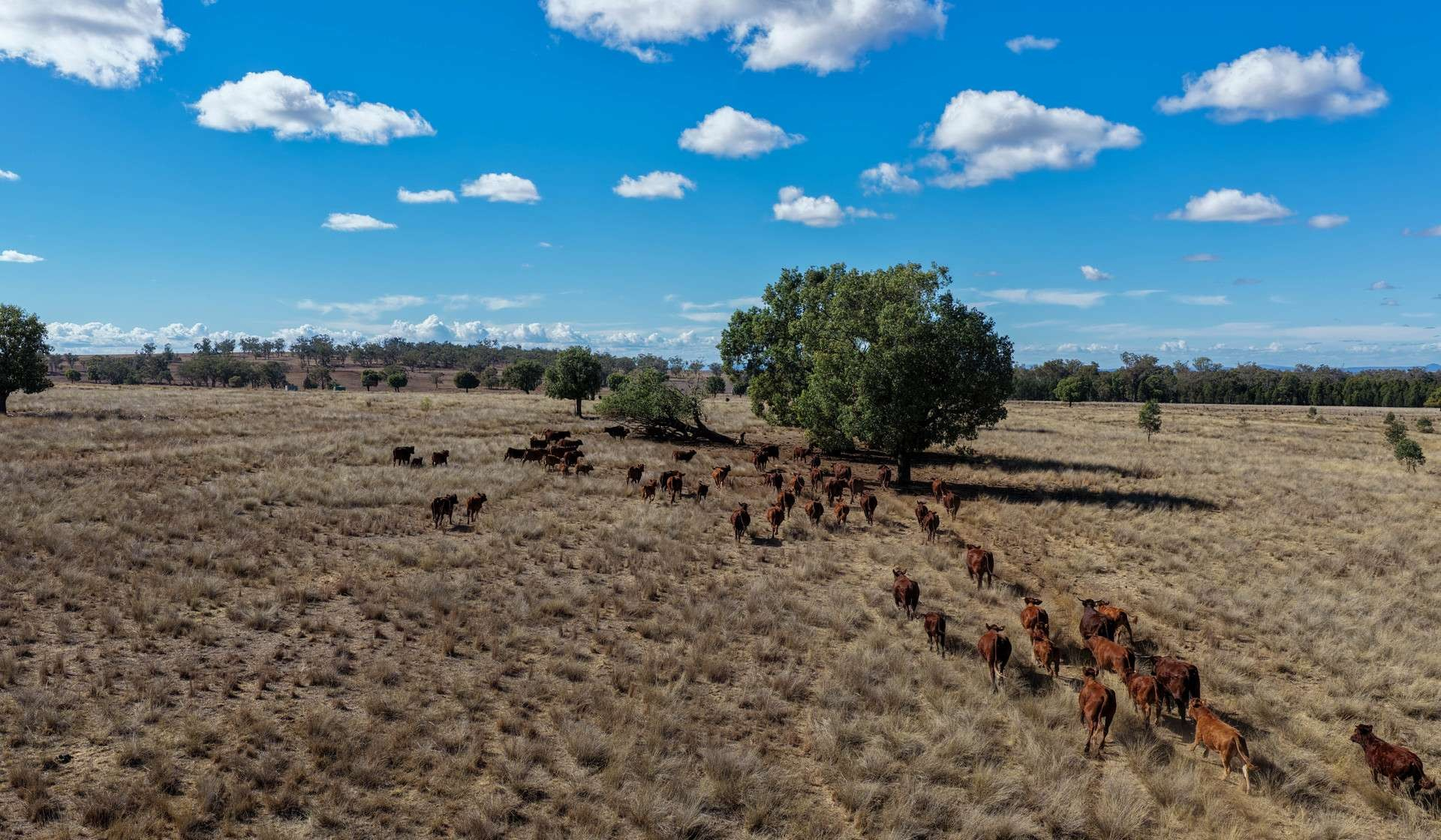 rural property for sale NSW