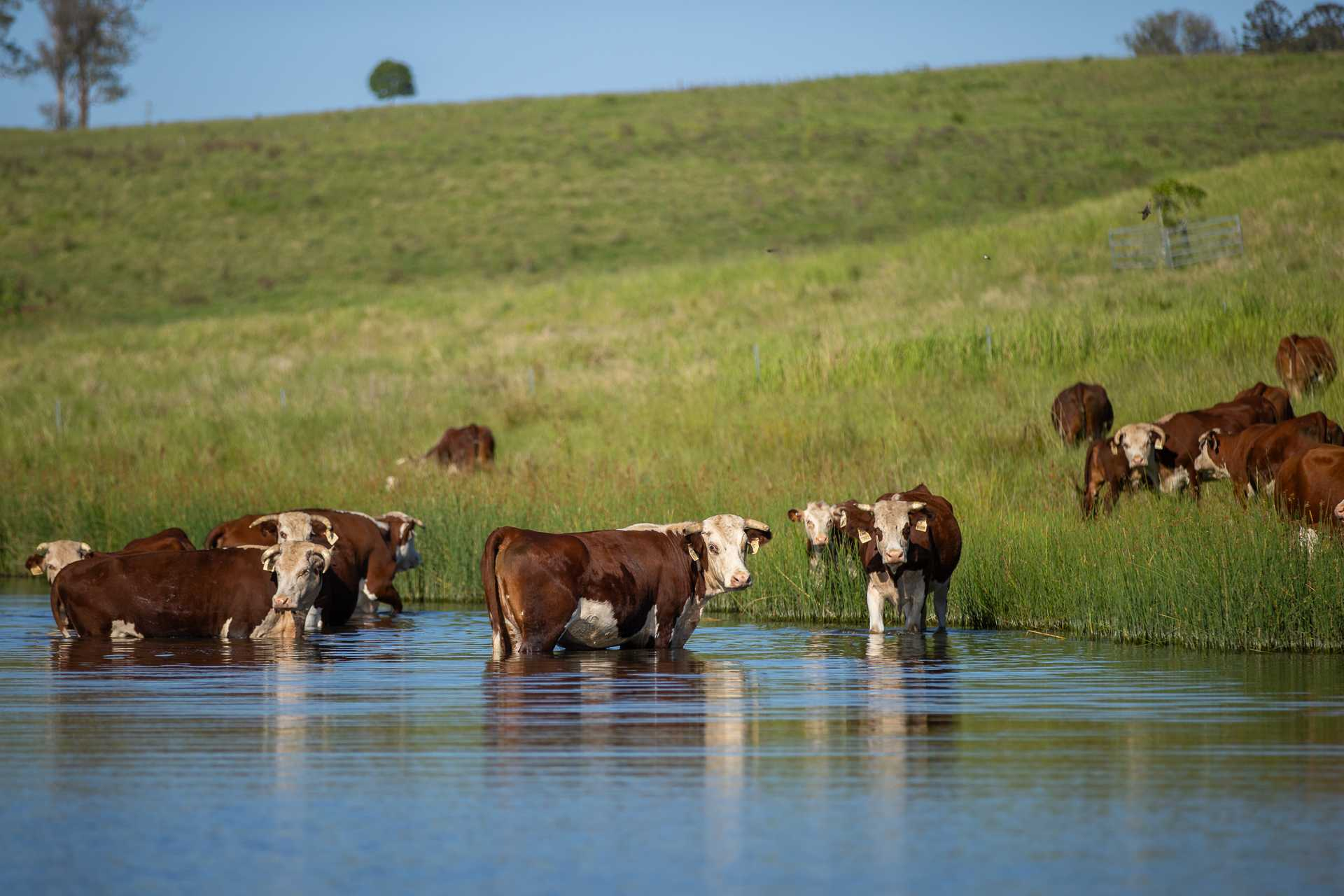 Cattle Property For Sale NSW