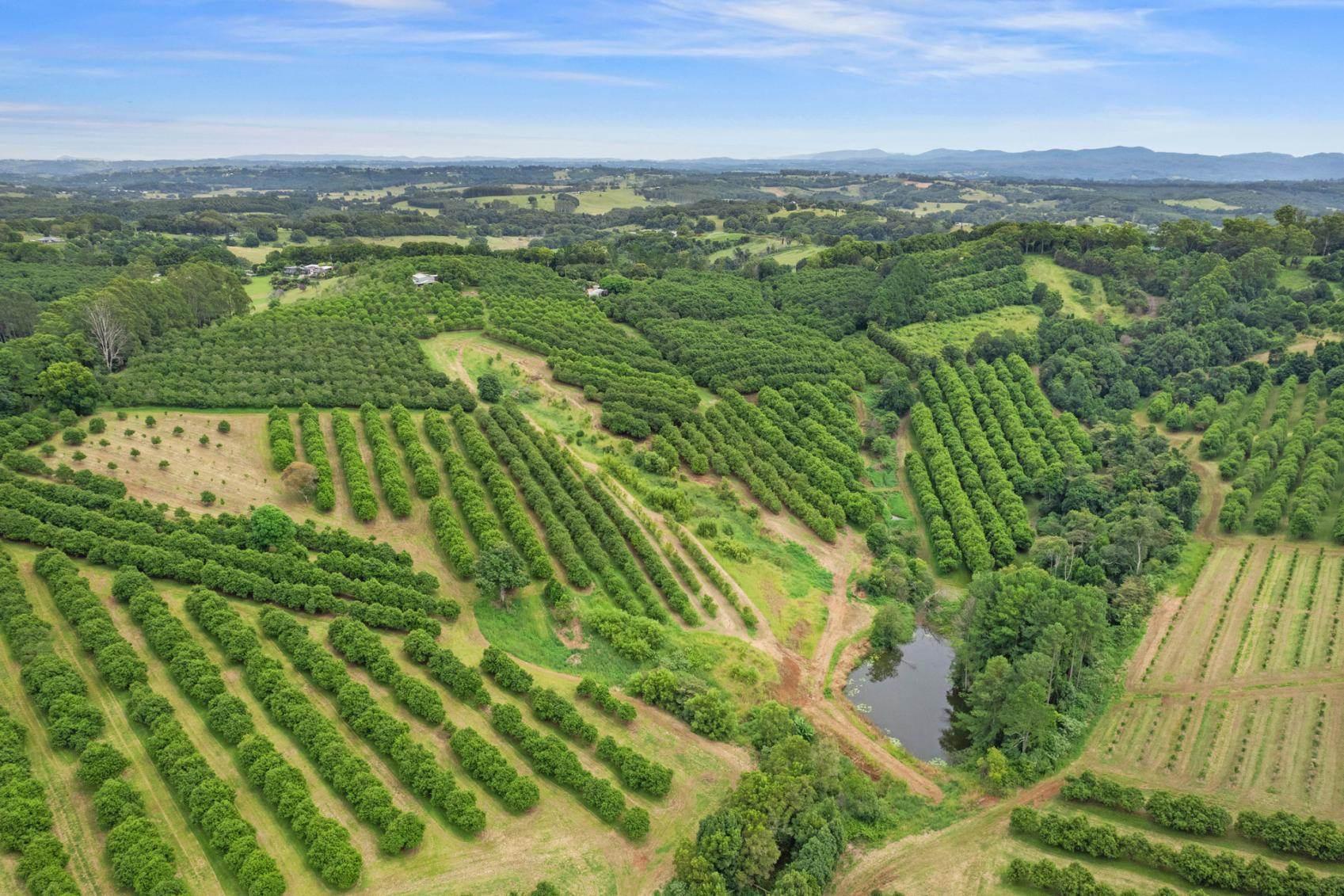 Macadamia Farm For Sale Byron Hinterland