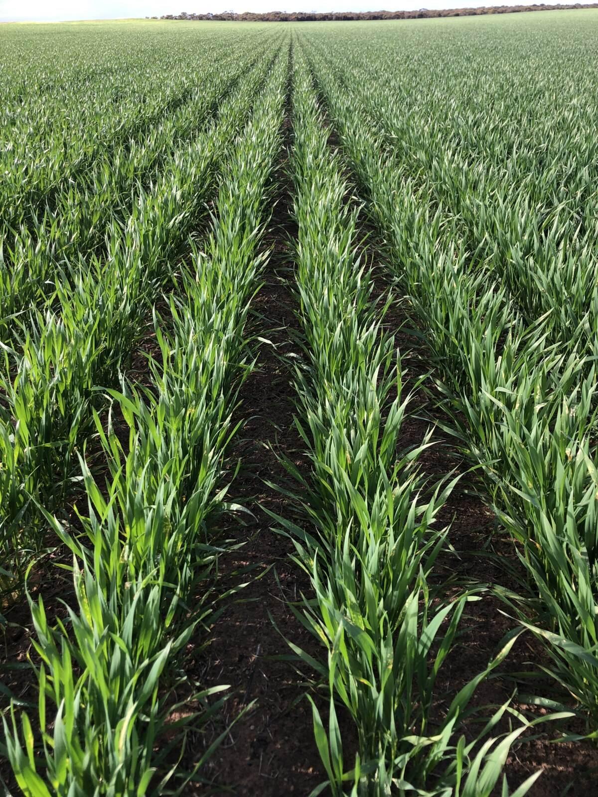 Historic SA Farm On Market After 100+ Years In One Family