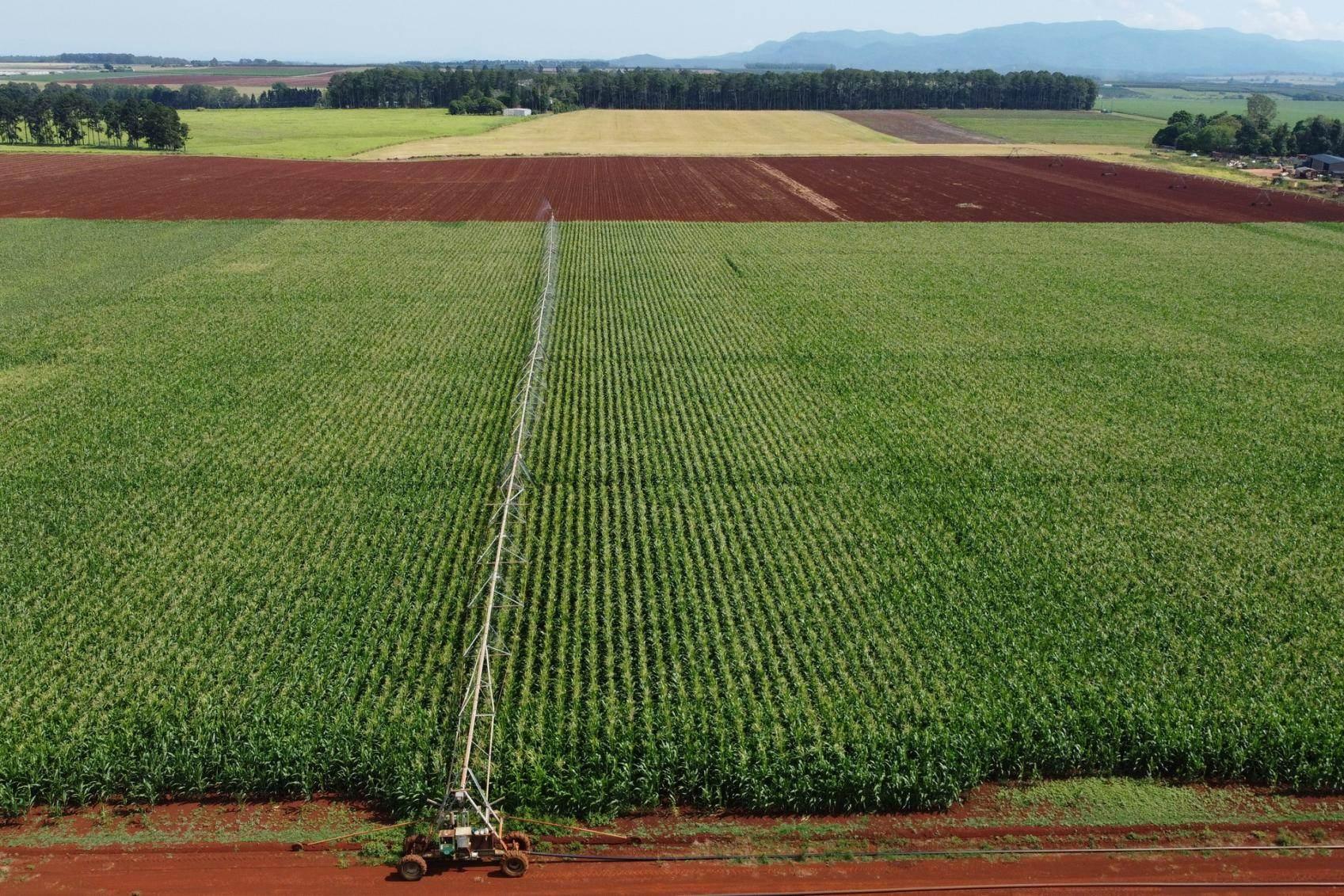 Avocado Farm For Sale QLD