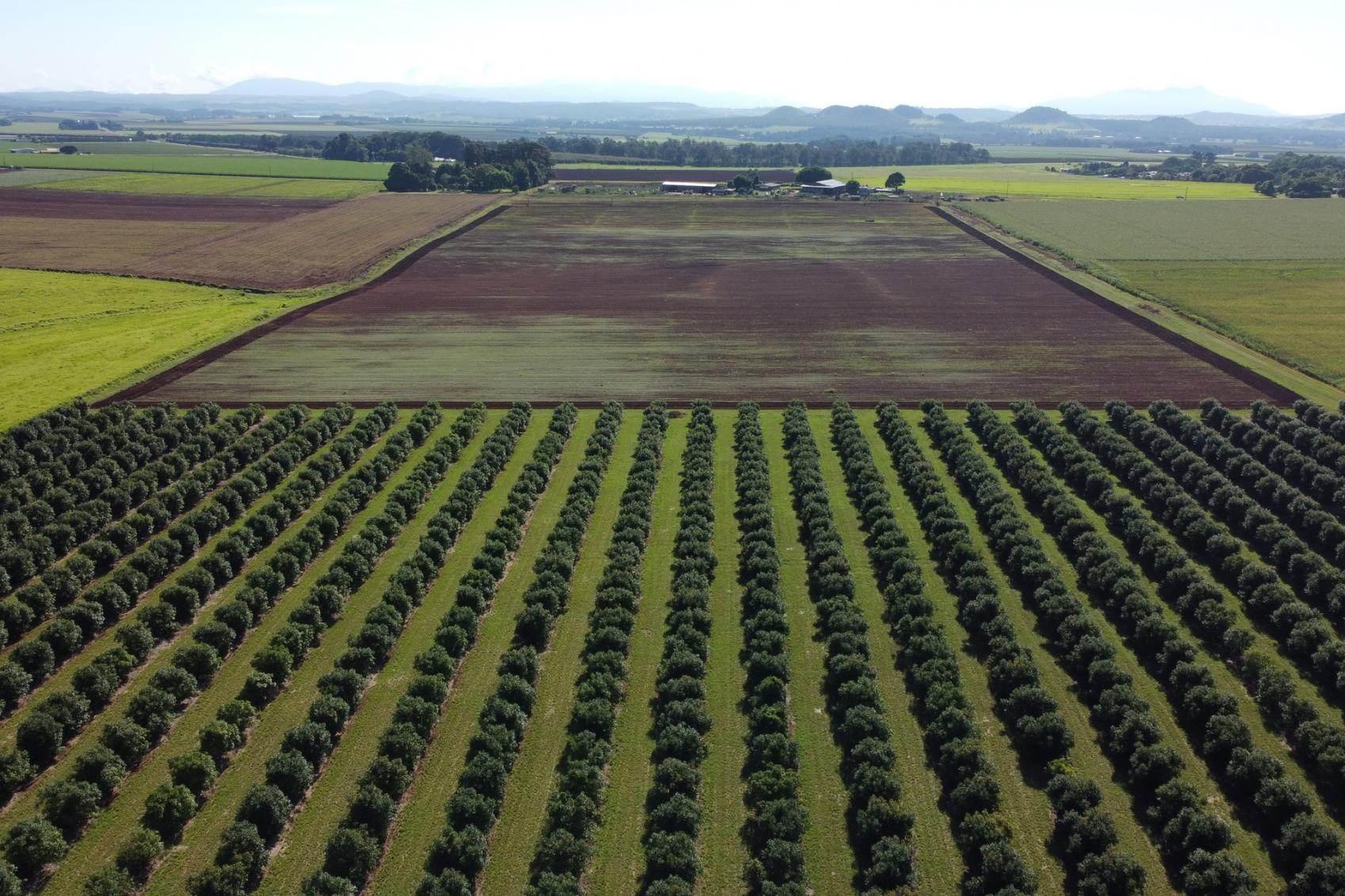 Avocado Farm For Sale QLD