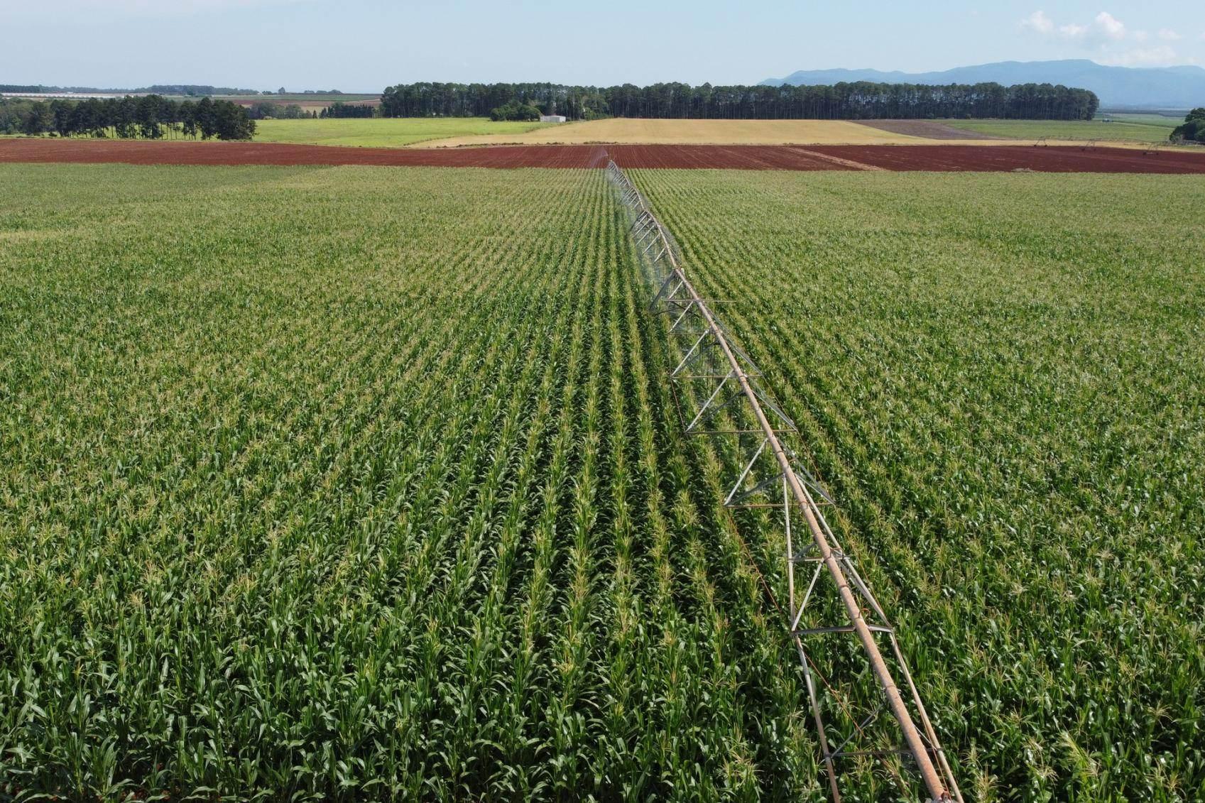 Avocado Farm For Sale QLD