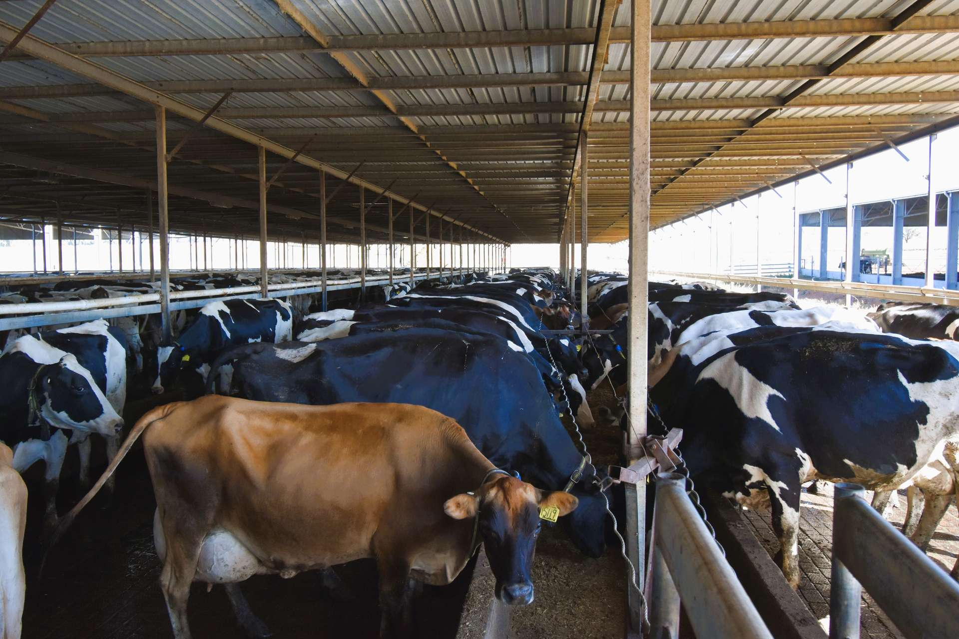 dairy farm for sale NSW