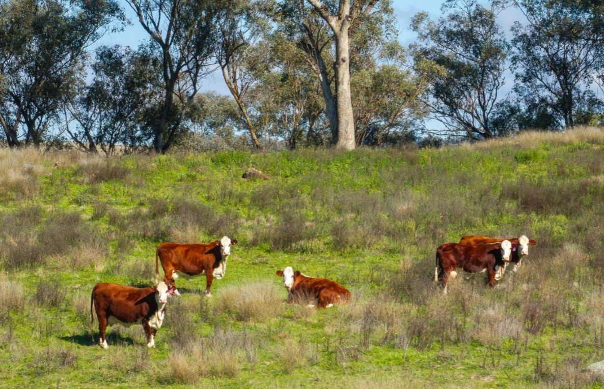 rural property for sale NSW Central Westst