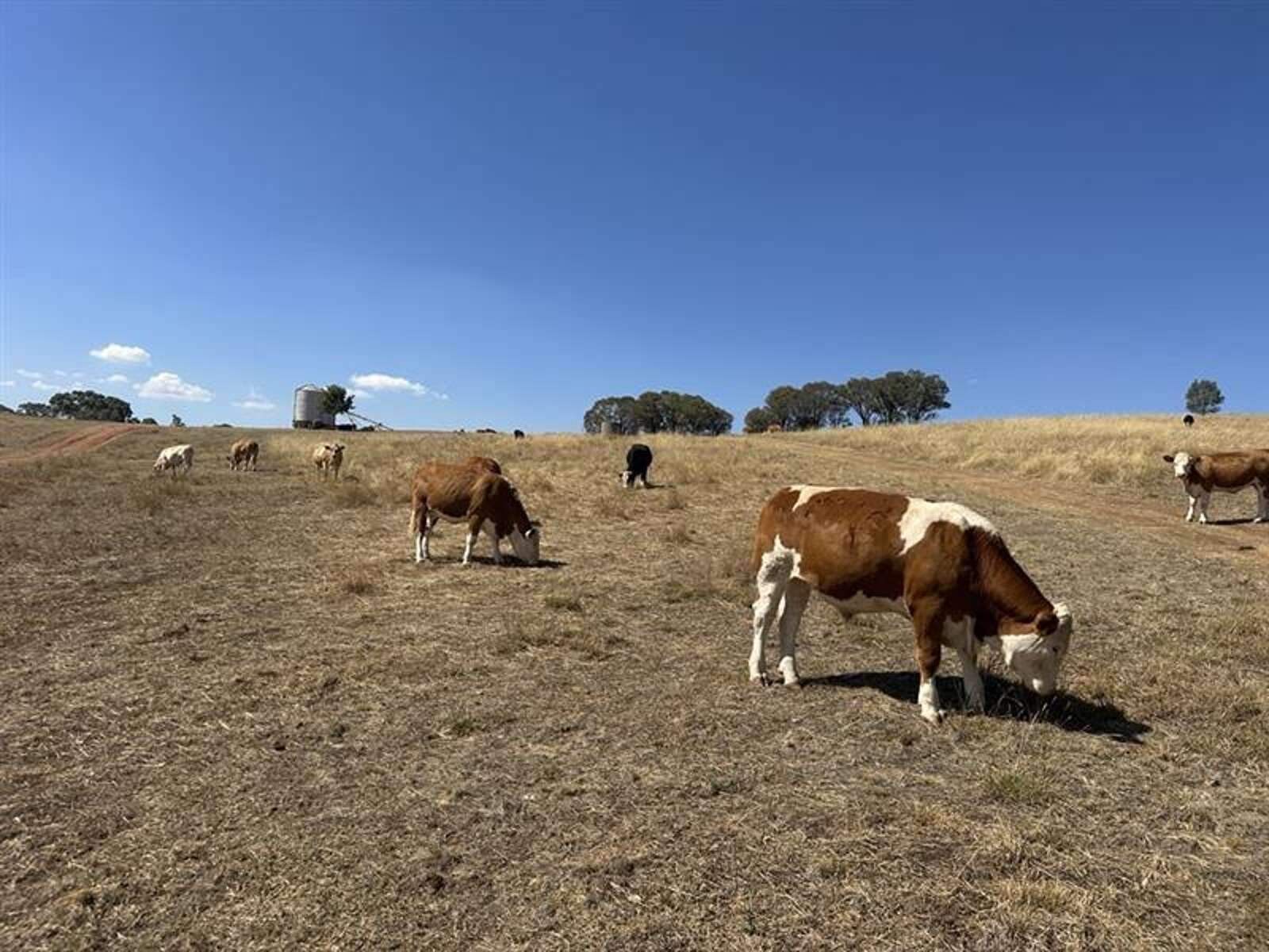 This rural property for sale NSW