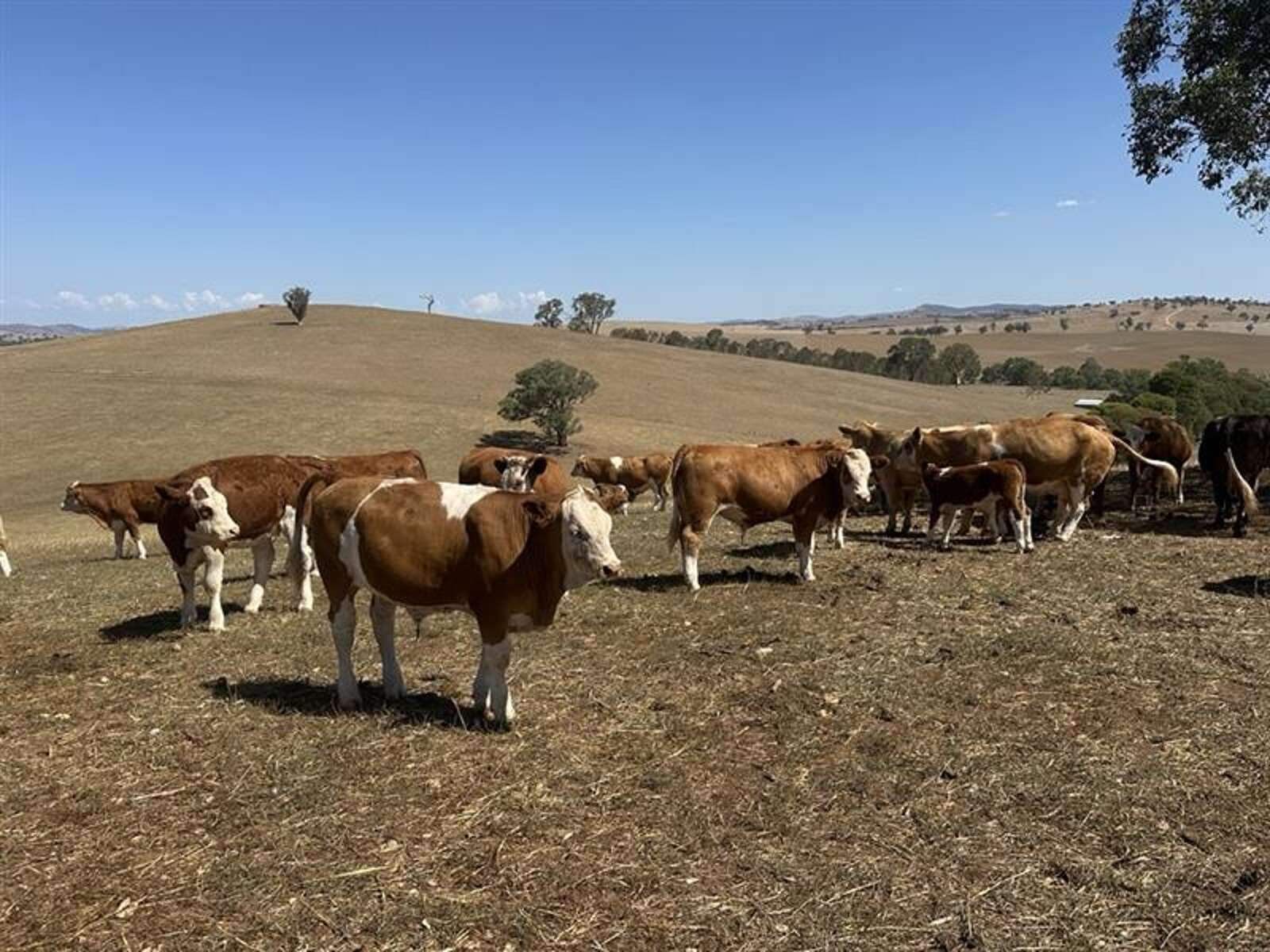 Rural Property For Sale NSW