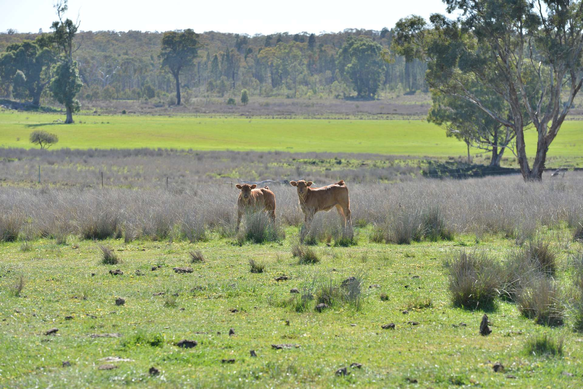 Mixed Farm For Sale NSW