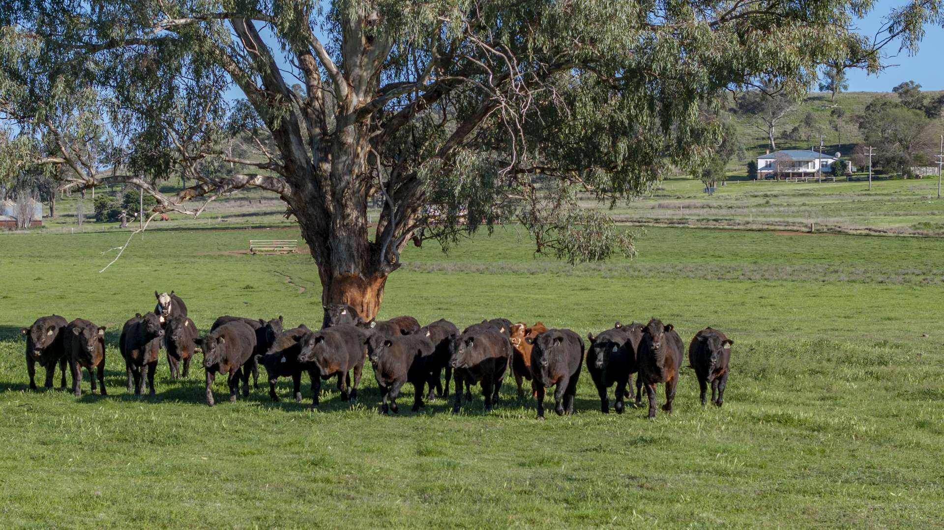Mixed Farm For Sale NSW