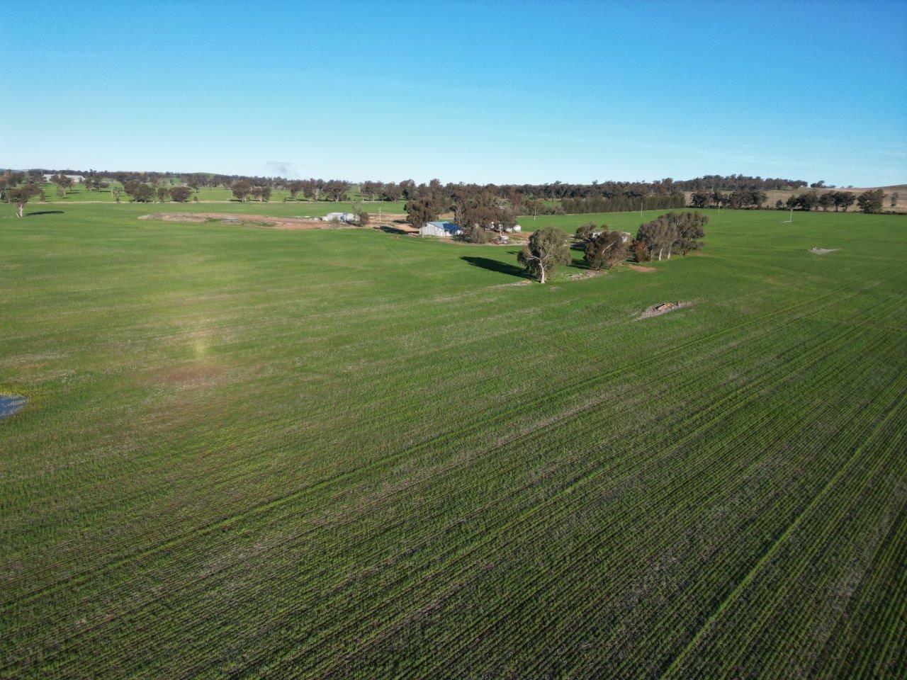 rural property for sale Young NSW 