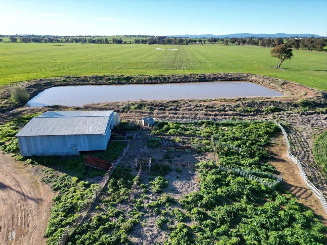 rural property for sale Young NSW 