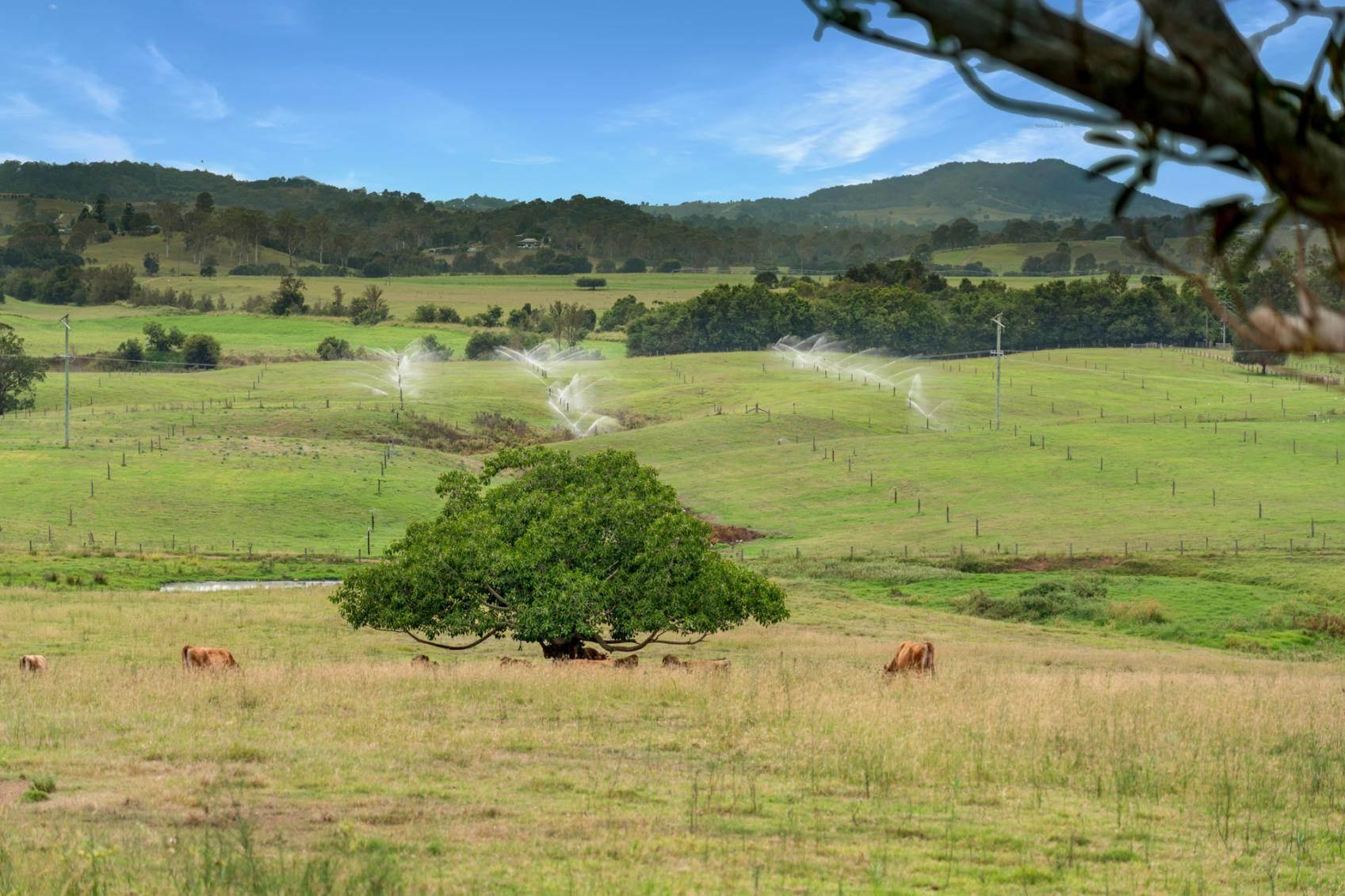 Dairy Farms For Sale Australia