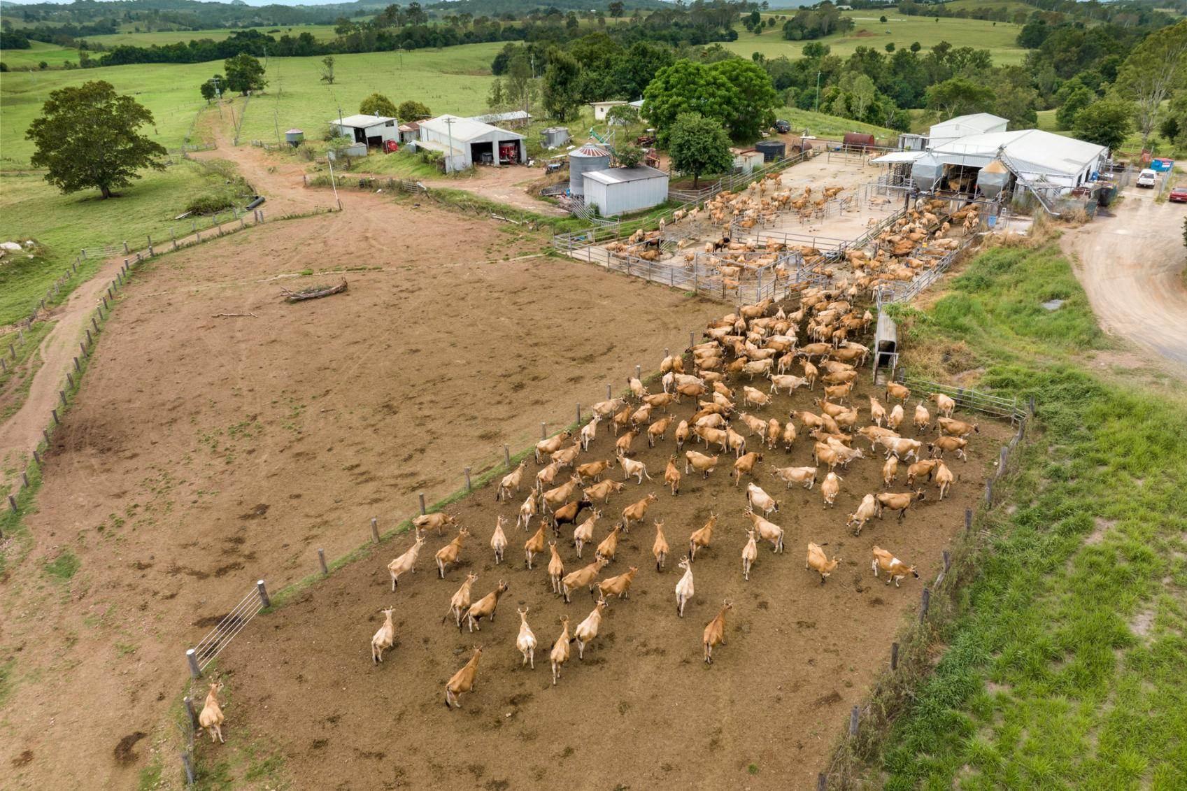 Dairy Farms For Sale Australia